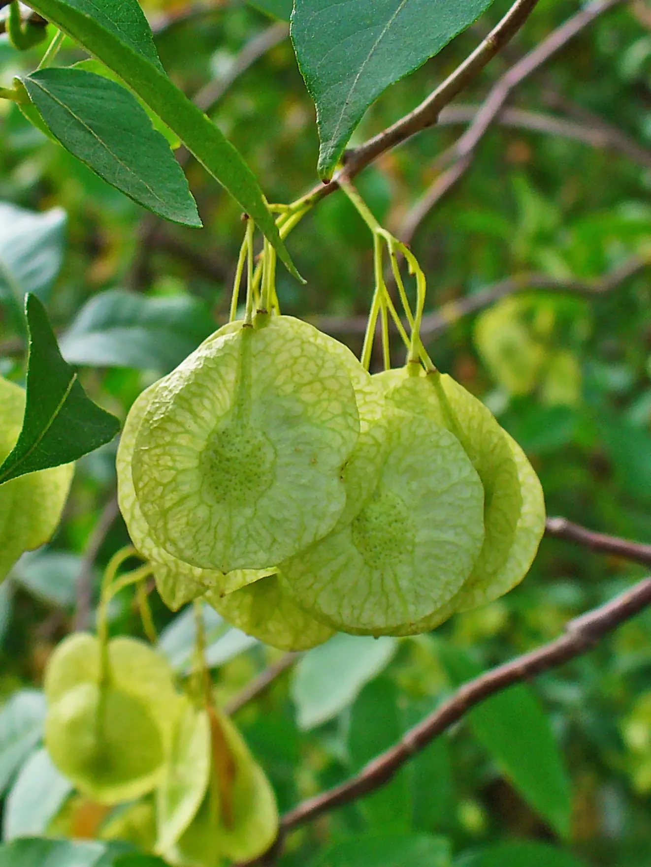 Hop Tree (Ptelea Trifoliata) — With minimal pruning required; which resemble hops and were used as a substitute for brewing in the past, image 73