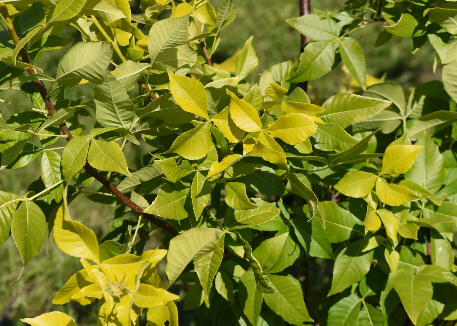 Hop Tree (Ptelea Trifoliata) — Ptelea trifoliata's adaptability also makes it suitable for use as a specimen