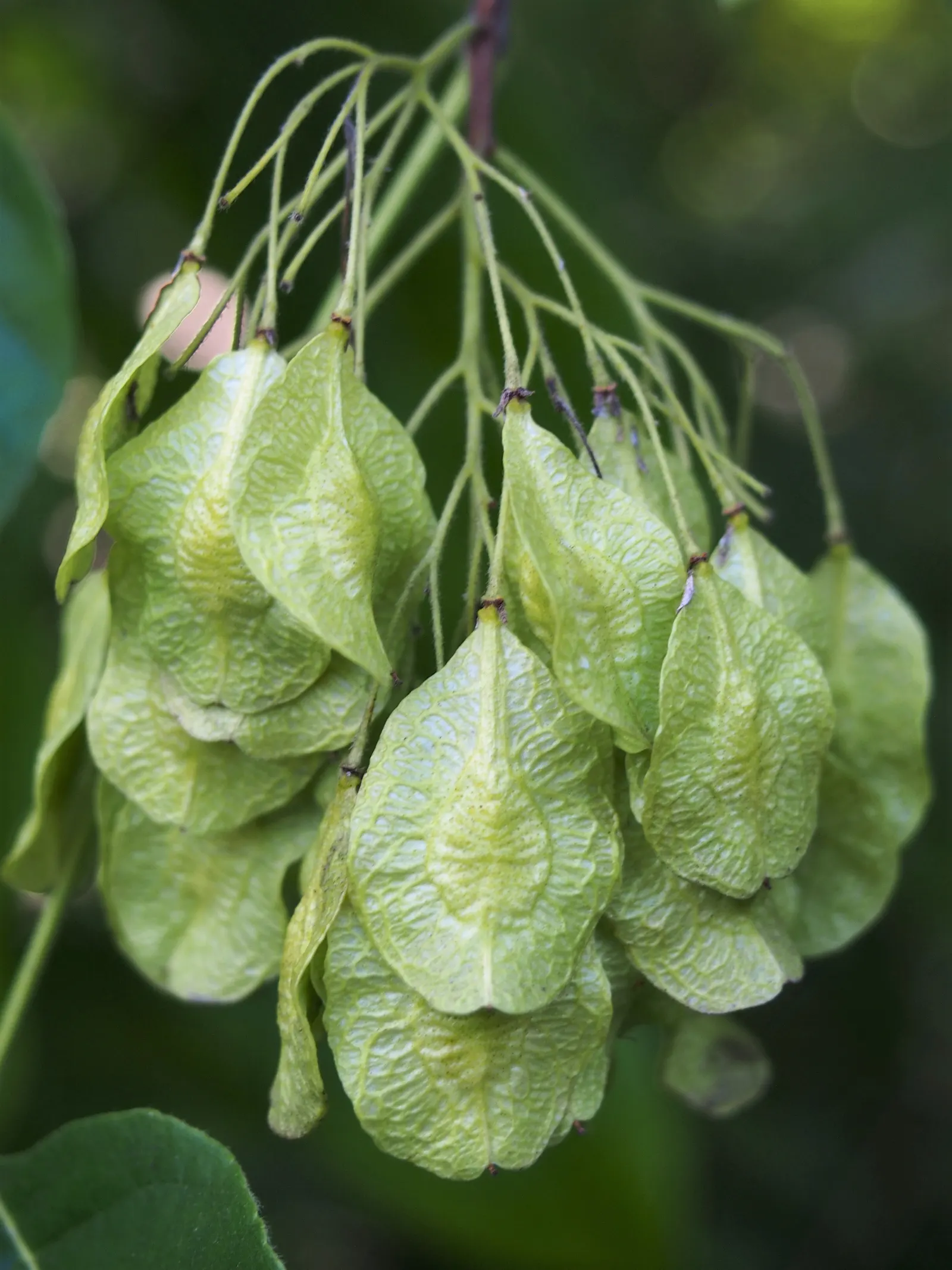 Hop Tree (Ptelea Trifoliata) — winged seed pods closely resemble hops