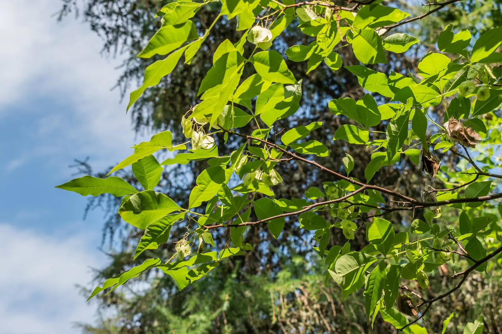 Hop Tree (Ptelea Trifoliata) — With a typical mature height ranging from 10 to 20 feet and a spread of 10 to 15 feet