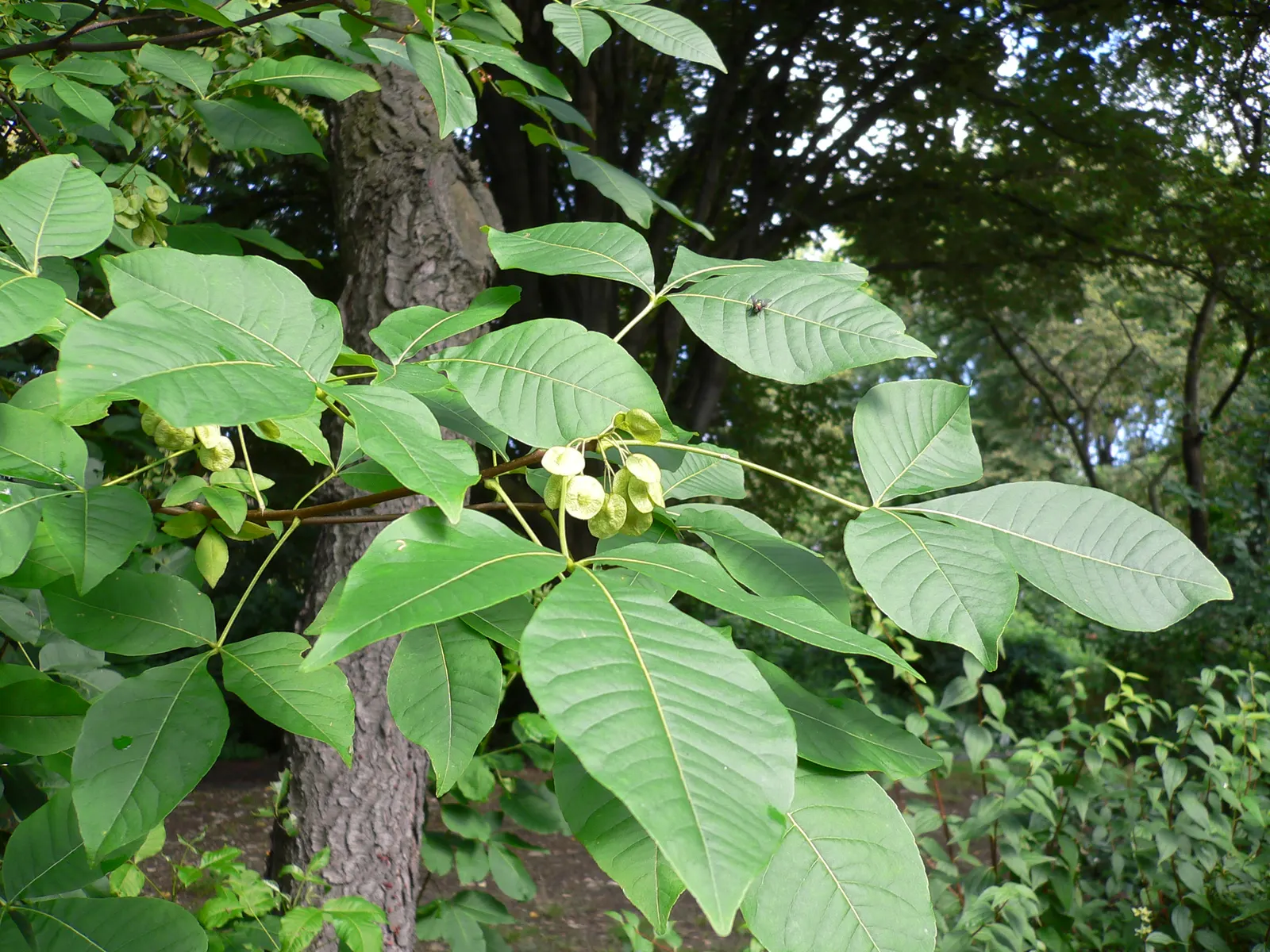 Hop Tree (Ptelea Trifoliata) — adding unique textural interest to garden landscapes