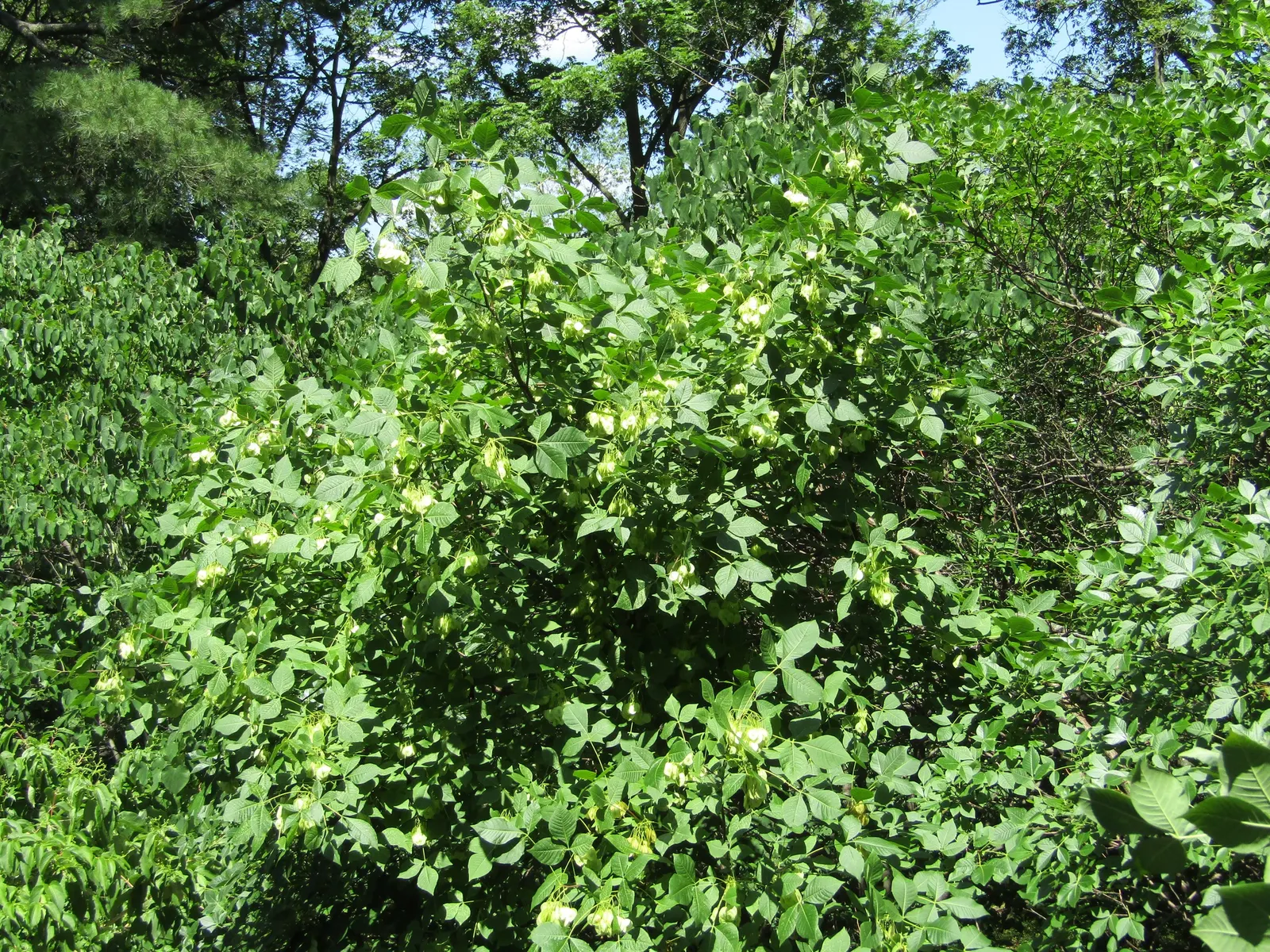 Hop Tree (Ptelea Trifoliata) — aromatic leaves & clusters of tiny greenish flowers; it is notably drought-resistant once established, making it a, image 81