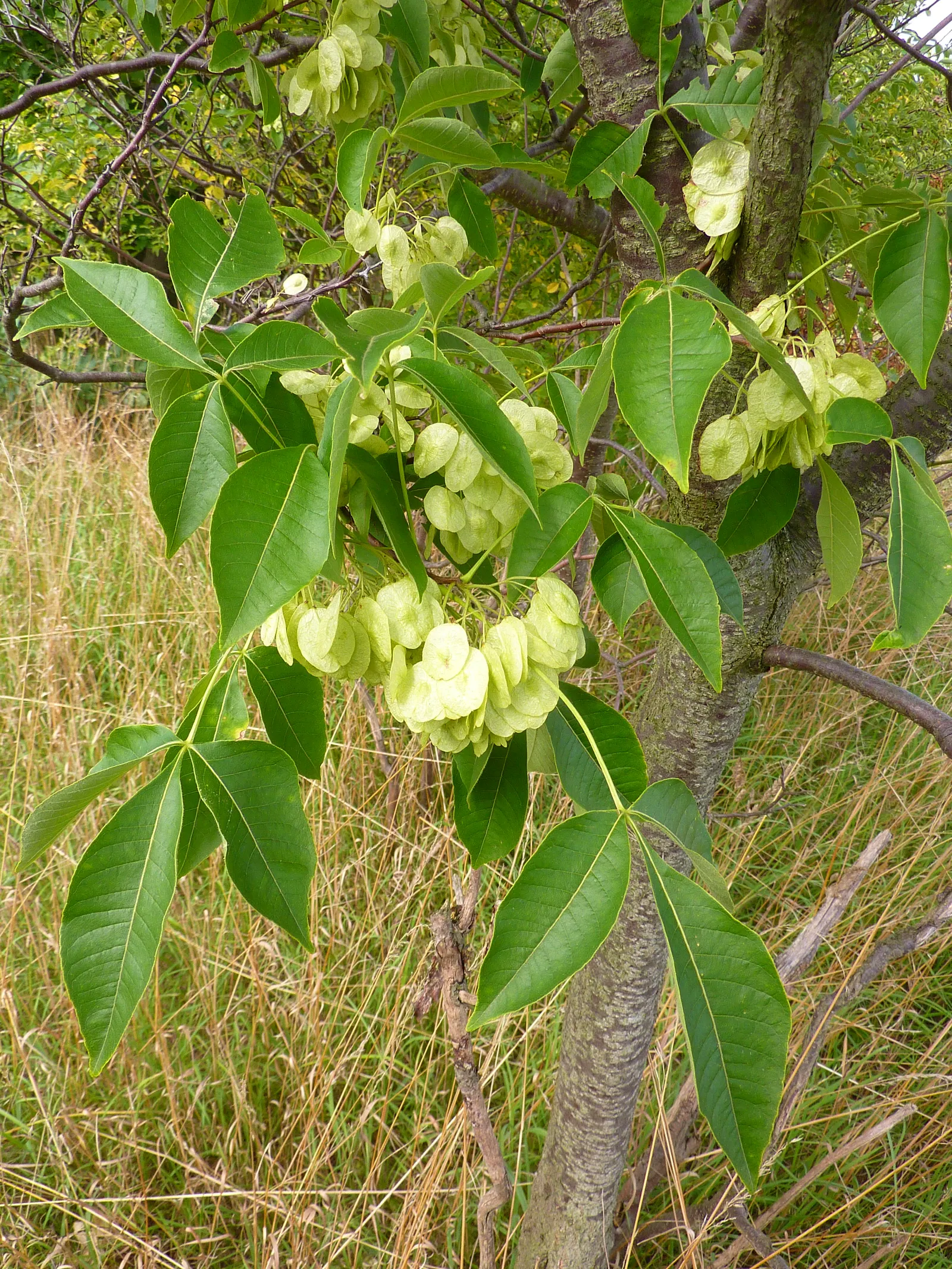 Hop Tree (Ptelea Trifoliata) — green and white flowers in the garden; is a versatile and hardy small to medium-sized deciduous shrub that can also, image 76