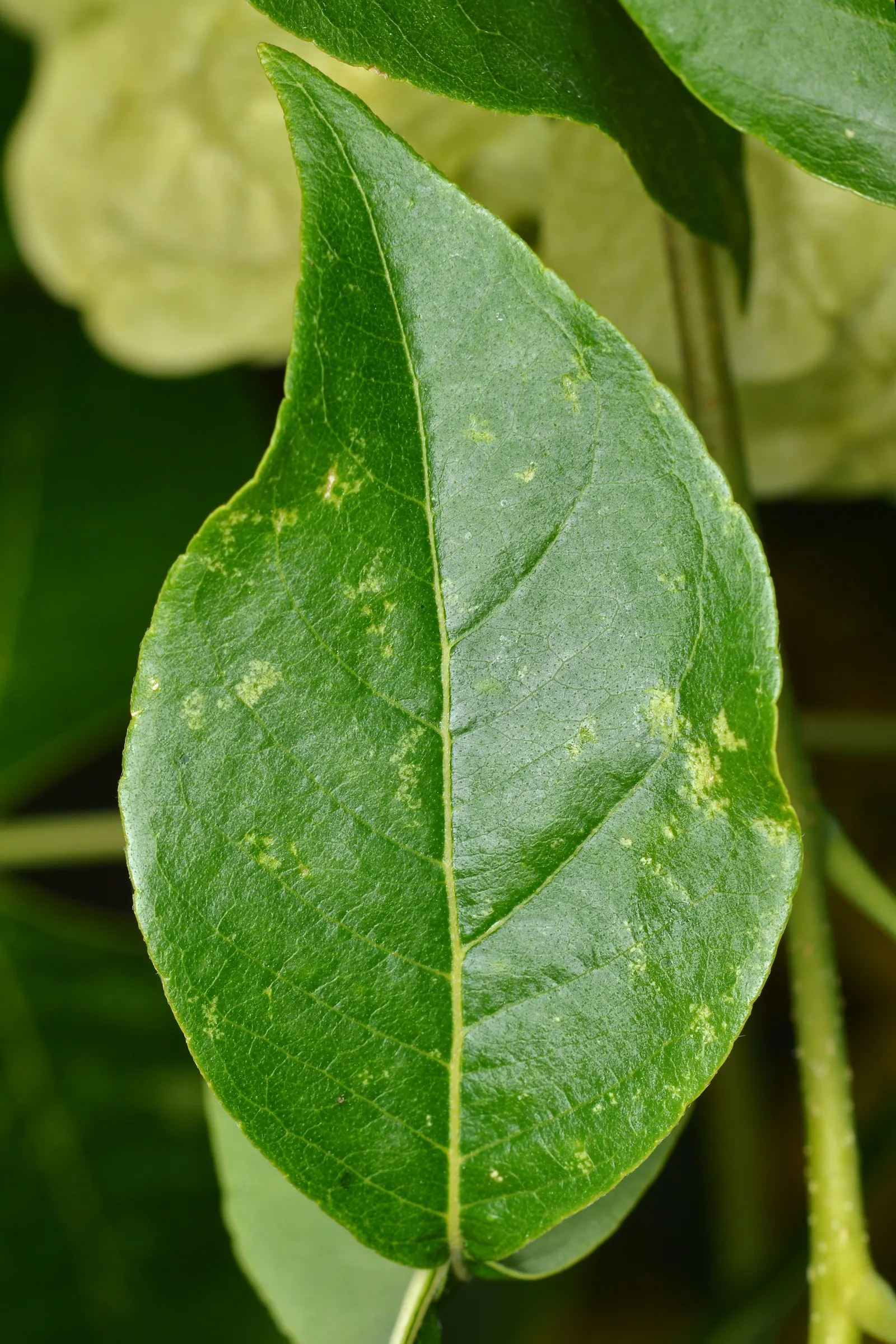 Hop Tree (Ptelea Trifoliata) — This deciduous shrub/small tree sports trifoliate; the Hop Tree boasts a lush green coloration which turns a striking yellow in