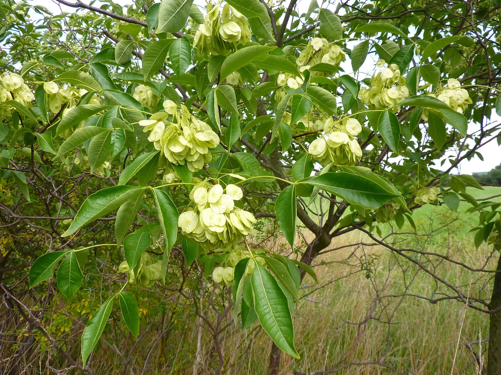Hop Tree (Ptelea Trifoliata) — The Hop Tree, Ptelea trifoliata, thrives in USDA zones 4-9 with a height & spread of 10-20 ft