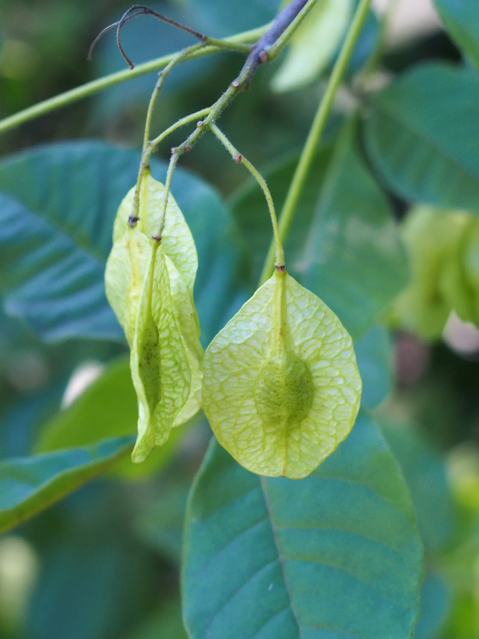 Hop Tree (Ptelea Trifoliata) — citrusy fragrance that is attractive to various pollinators.<br><br>Preferring full sun to partial shade
