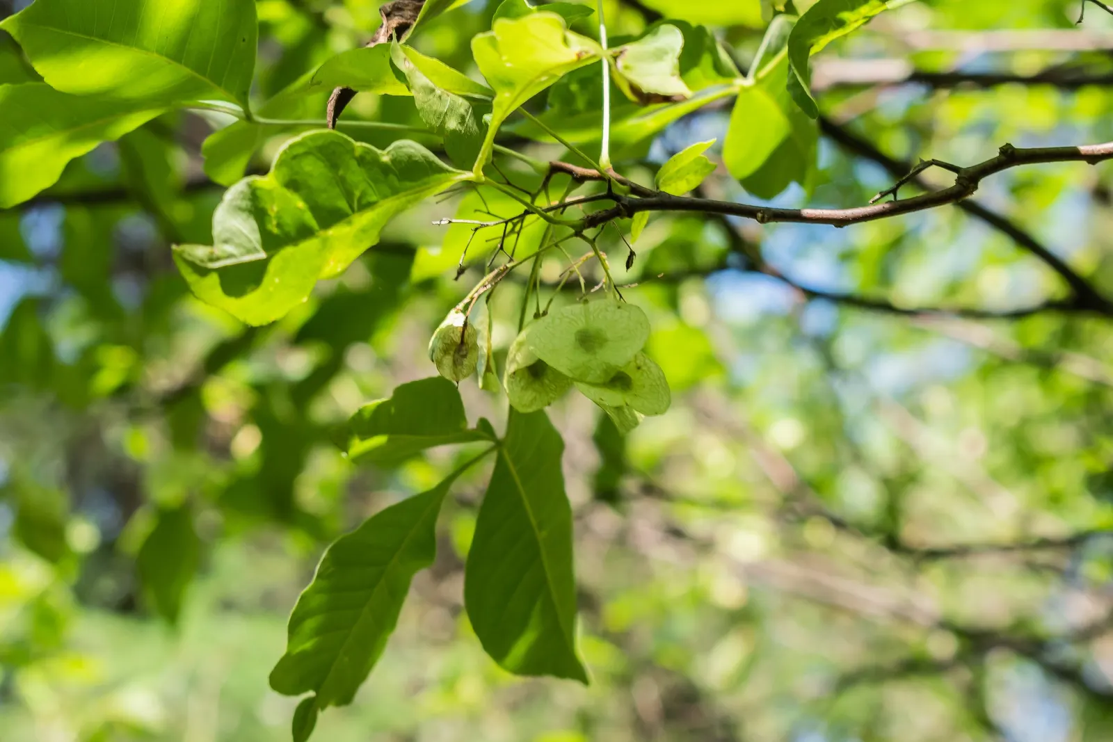 Hop Tree (Ptelea Trifoliata) — it is highly resistant to disease and pests