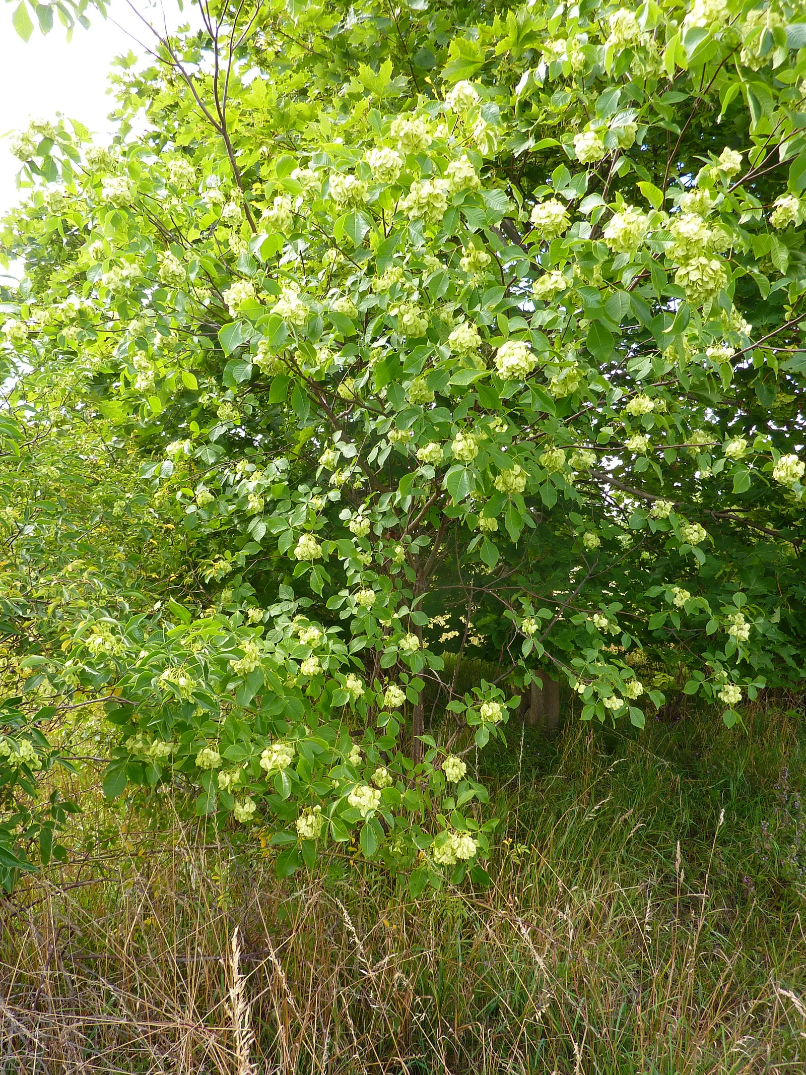 Hop Tree (Ptelea Trifoliata) — beloved by varied pollinators; tree with green and white blooms, image 56