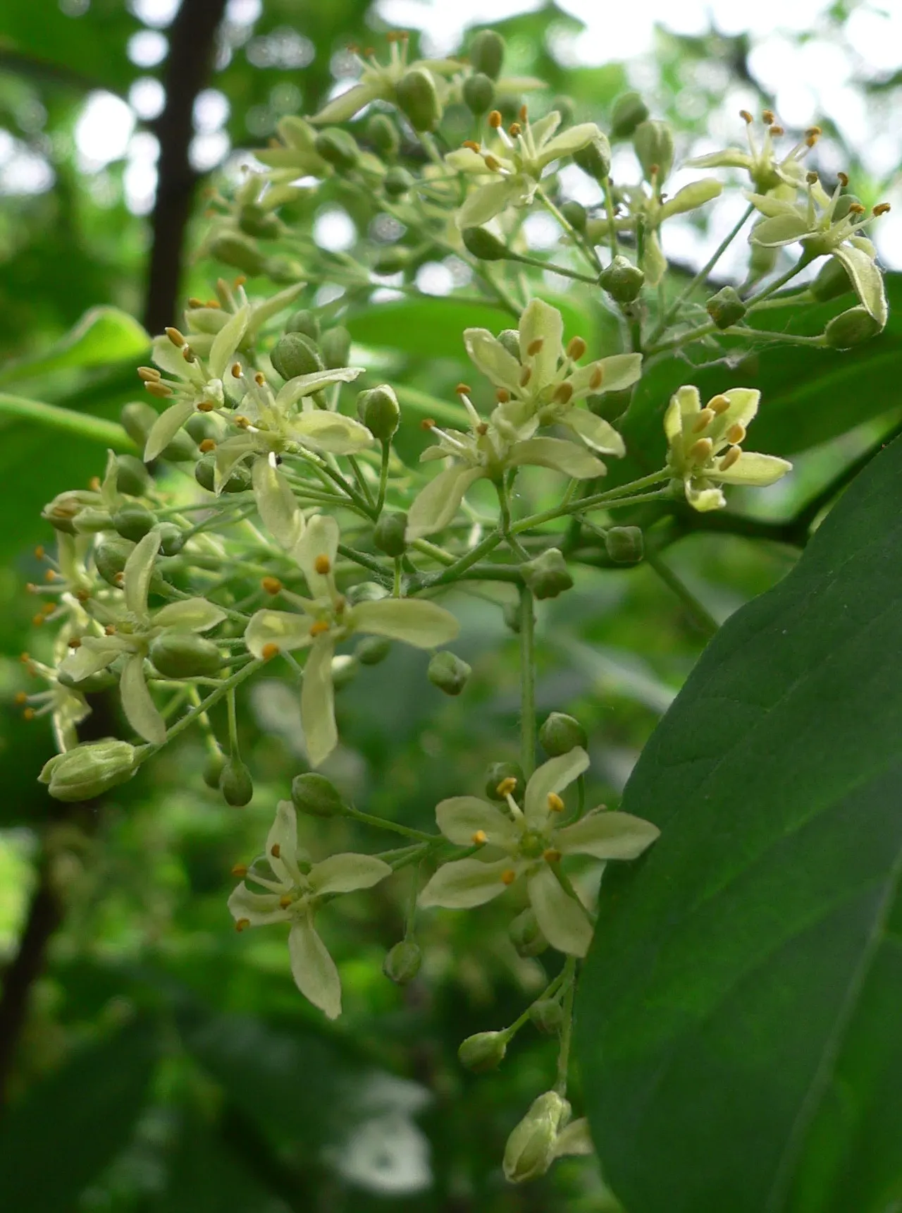 Hop Tree (Ptelea Trifoliata) — providing a vibrant seasonal display