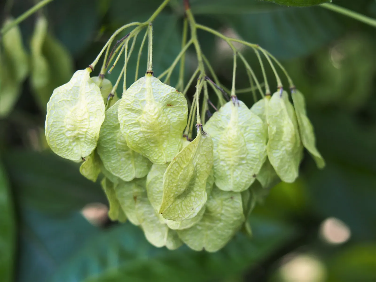 Hop Tree (Ptelea Trifoliata) — This deciduous shrub/small tree sports trifoliate
