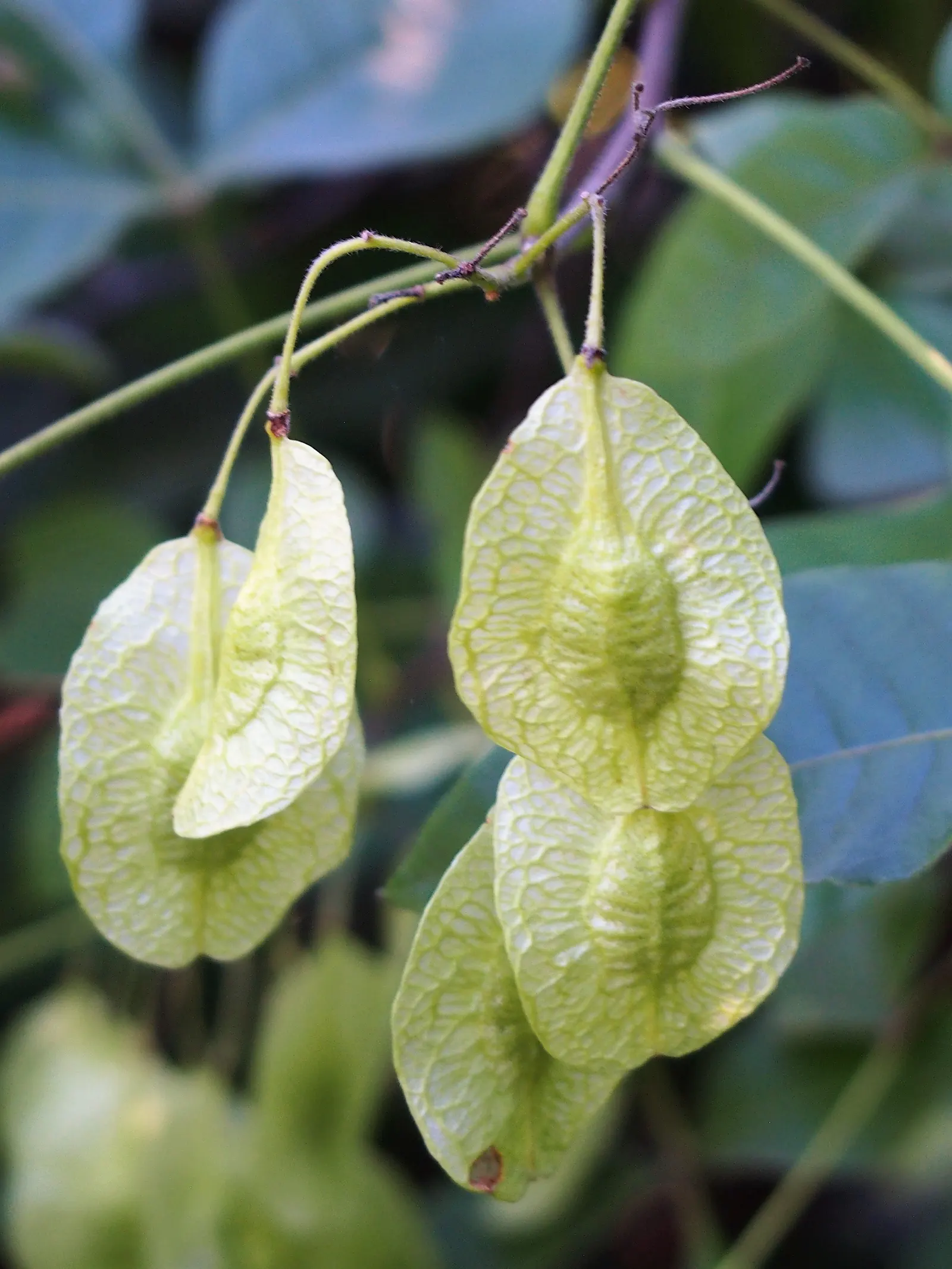 Hop Tree (Ptelea Trifoliata) — scientifically known as Ptelea trifoliata; the Hop Tree, Ptelea trifoliata, thrives in USDA zones 4-9 with a height & spread of