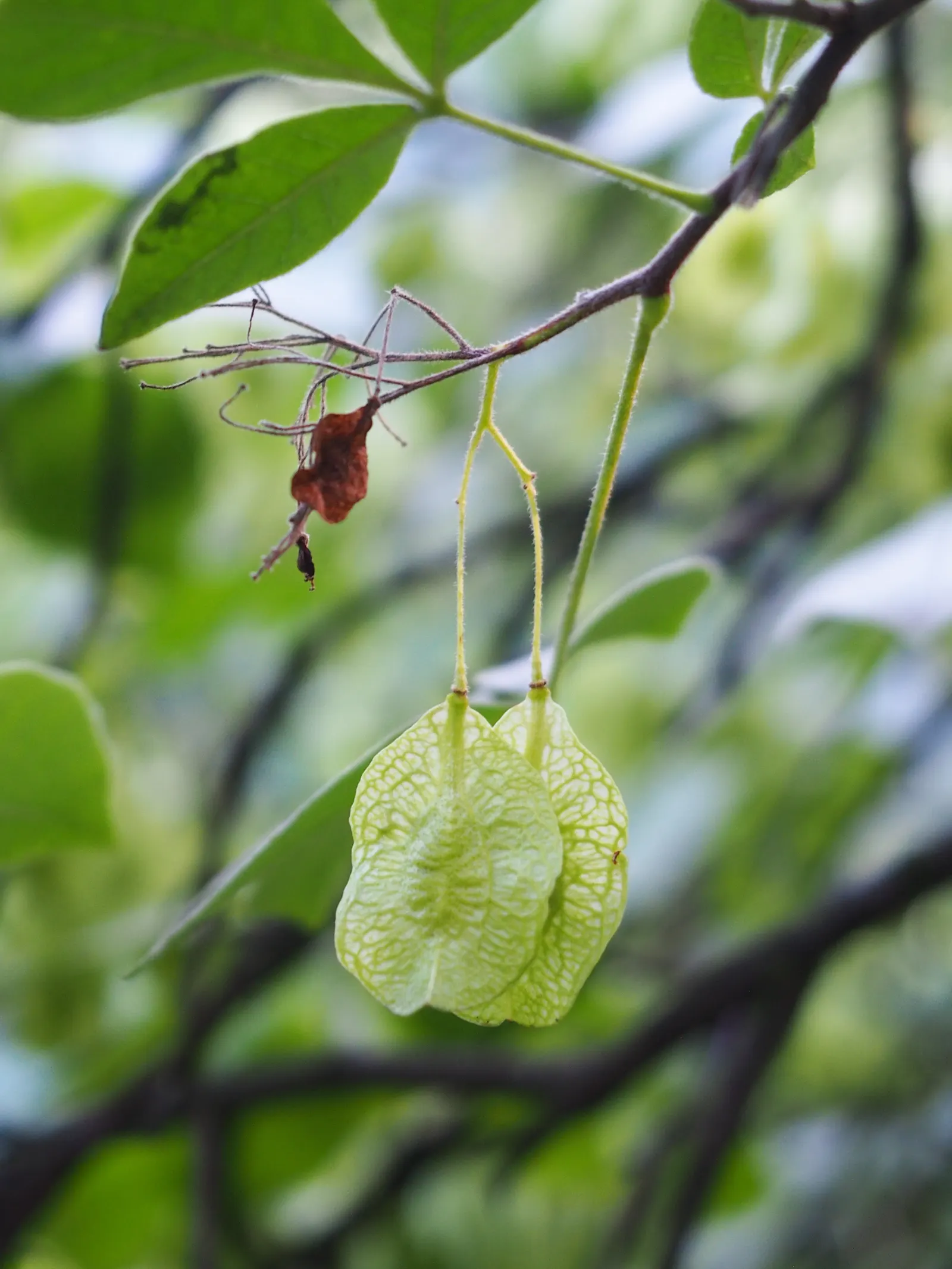 Hop Tree (Ptelea Trifoliata) — With a typical mature height ranging from 10 to 20 feet and a spread of 10 to 15 feet; small clusters of greenish-white flowers