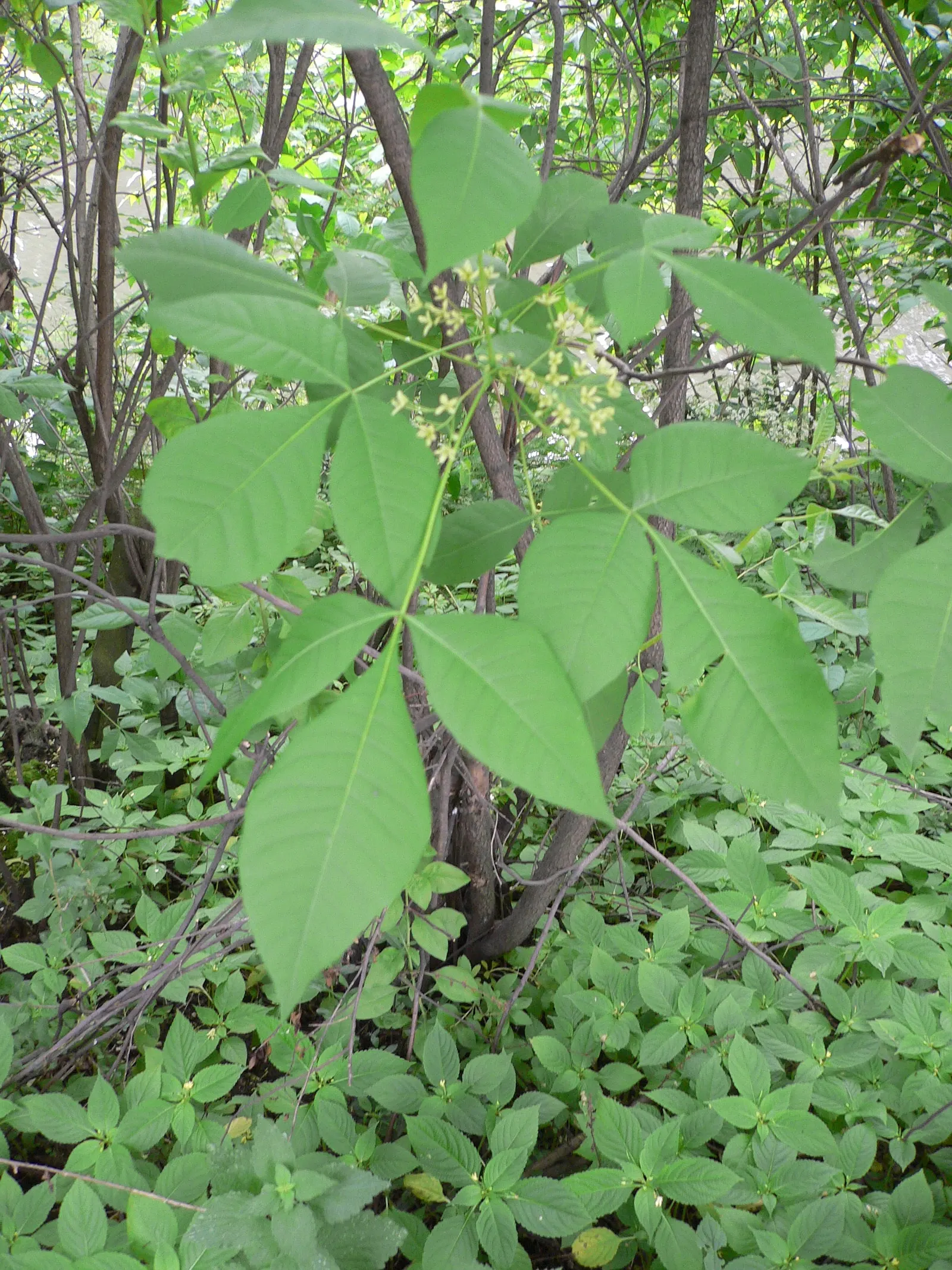 Hop Tree (Ptelea Trifoliata) — beloved by varied pollinators