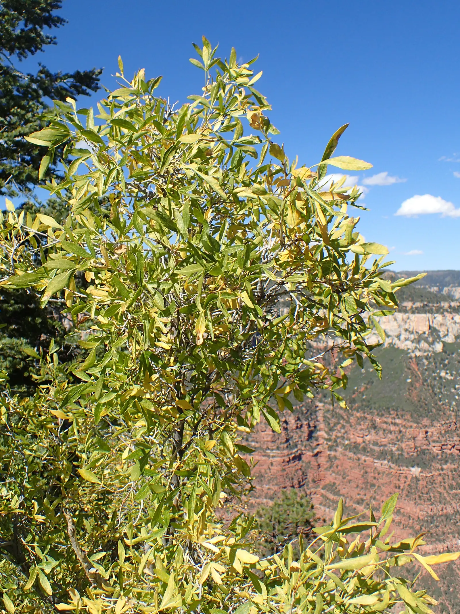 Hop Tree (Ptelea Trifoliata) — adding unique textural interest to garden landscapes; ptelea trifoliata's adaptability also makes it suitable for use as a