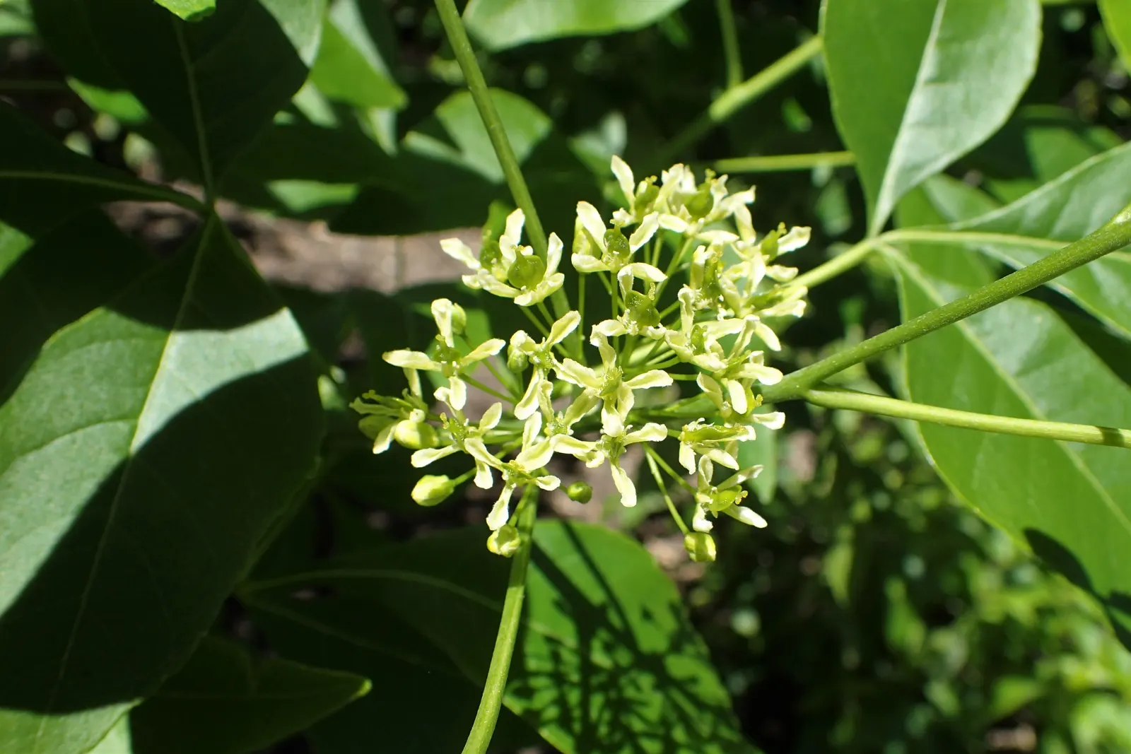 Hop Tree (Ptelea Trifoliata) — The plant's name derives from its seeds