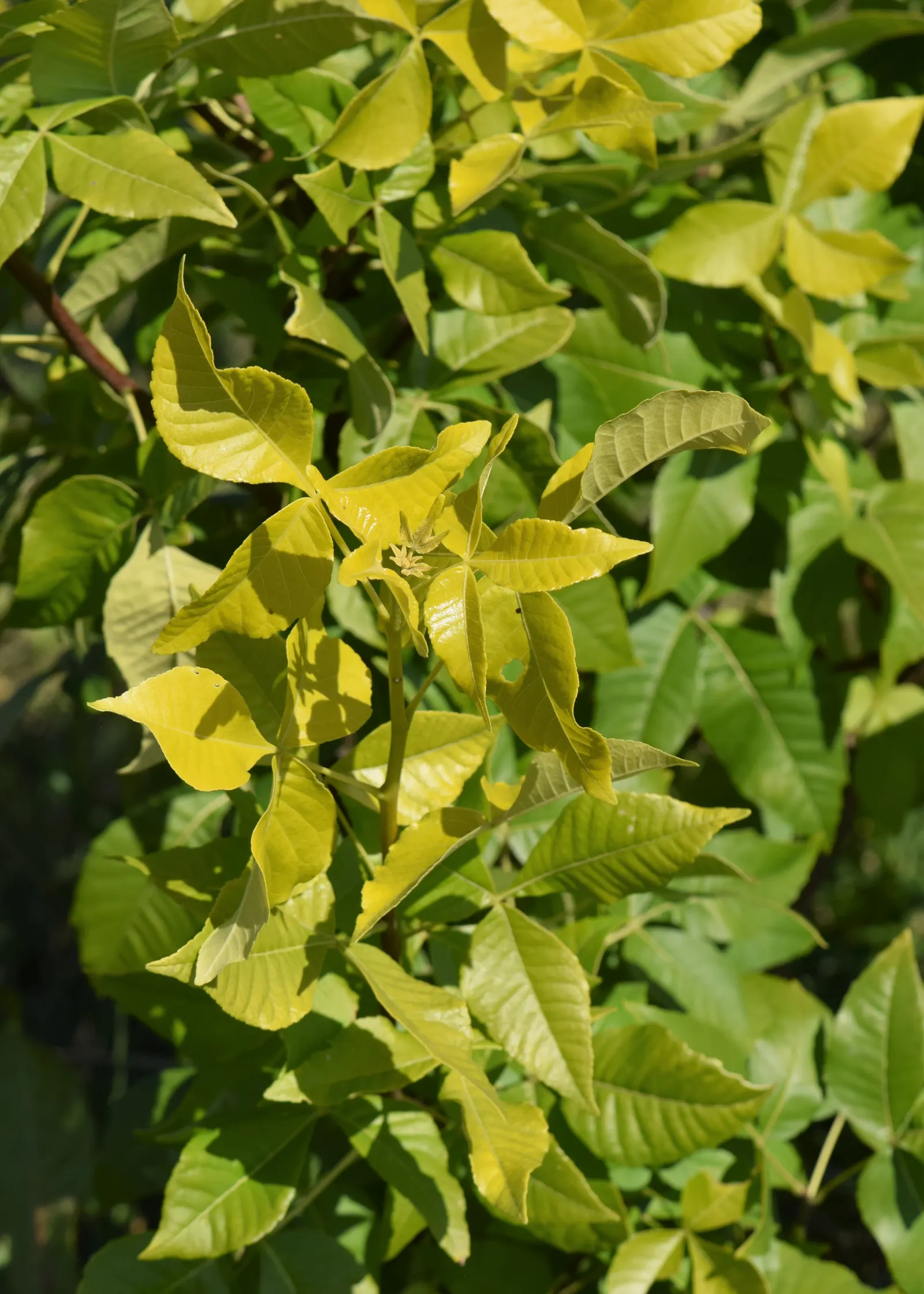 Hop Tree (Ptelea Trifoliata) — With a typical mature height ranging from 10 to 20 feet and a spread of 10 to 15 feet; small clusters of, image 62