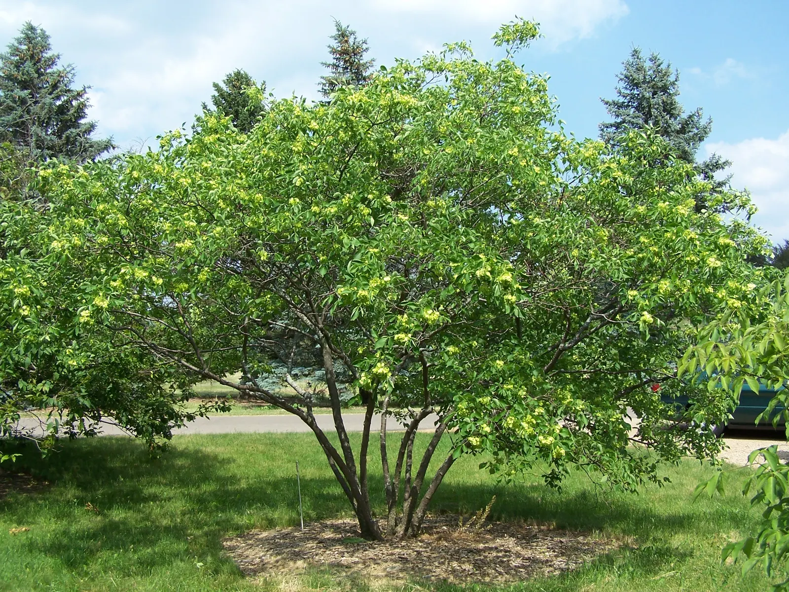 Hop Tree (Ptelea Trifoliata) — beloved by varied pollinators; tree with green and white blooms