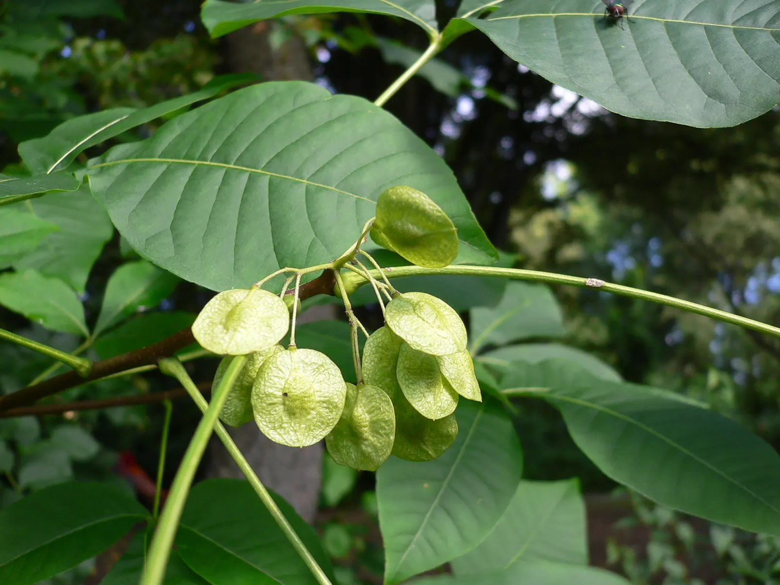 Hop Tree (Ptelea Trifoliata) — which resemble hops and were used as a substitute for brewing in the past; the Hop Tree thrives in a range of soil conditions