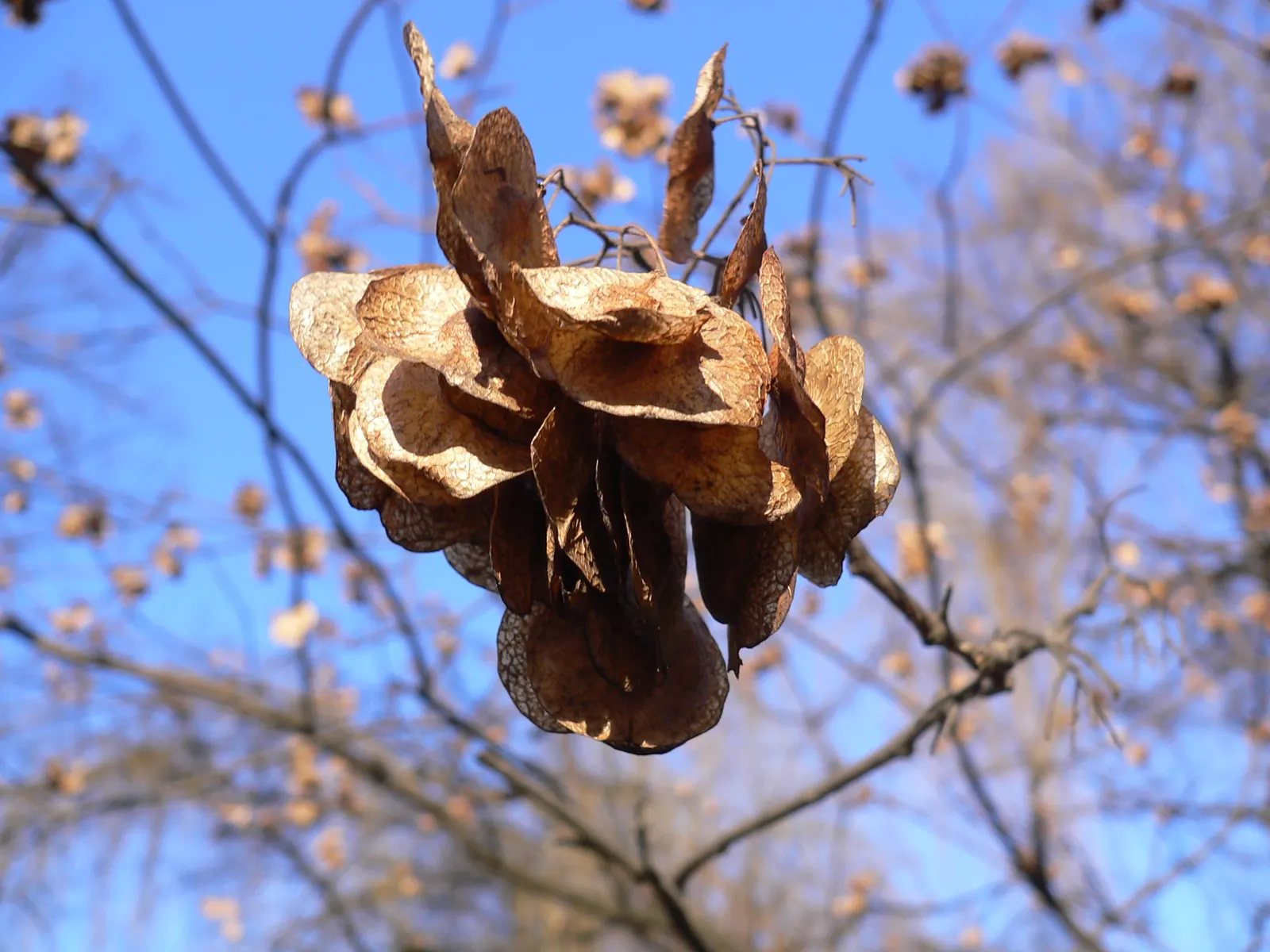 Hop Tree (Ptelea Trifoliata) — tree with green and white blooms; citrusy fragrance that is attractive to various pollinators.<br><br>Preferring full sun to