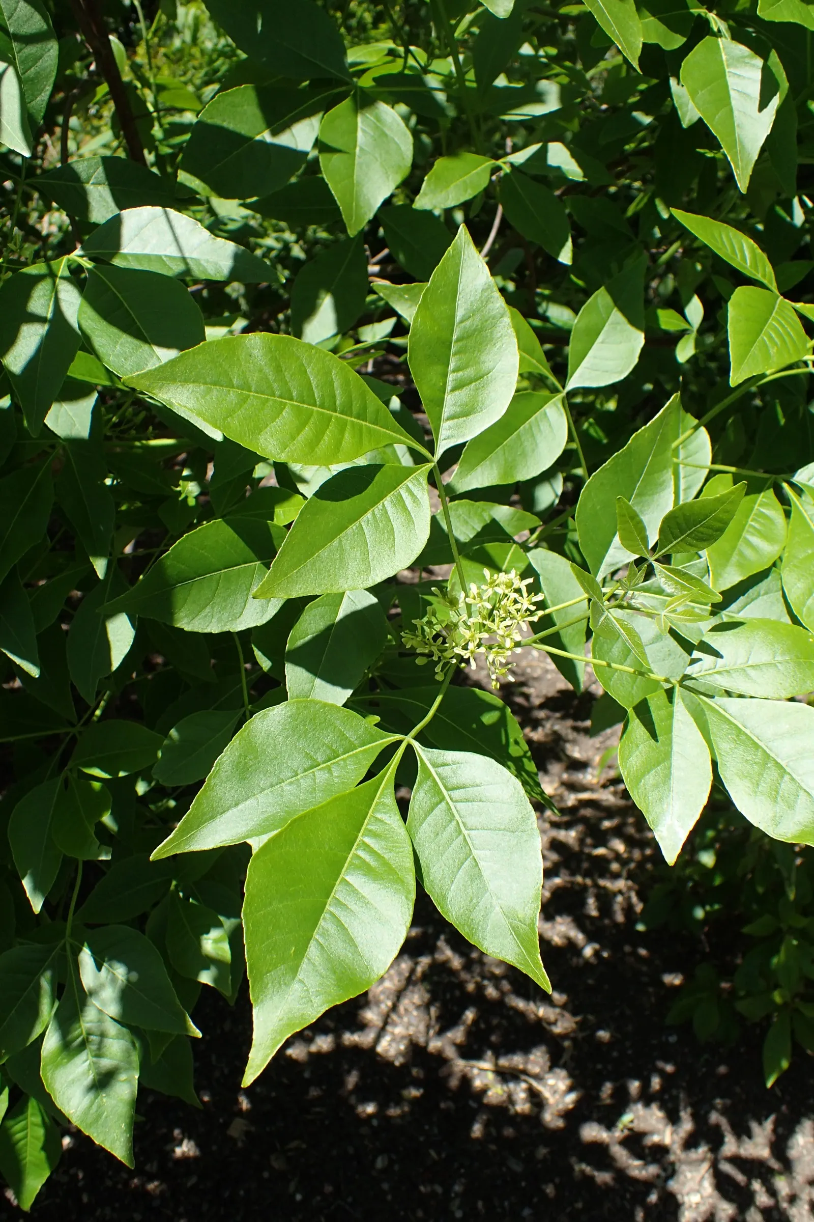 Hop Tree (Ptelea Trifoliata) — tree with green and white blooms