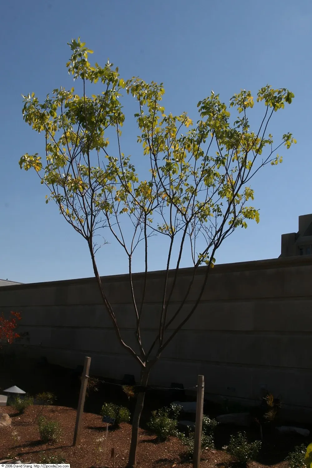 Hop Tree (Ptelea Trifoliata) — tree for deep shade or shade; contributing year-round interest and ecological benefits, image 78