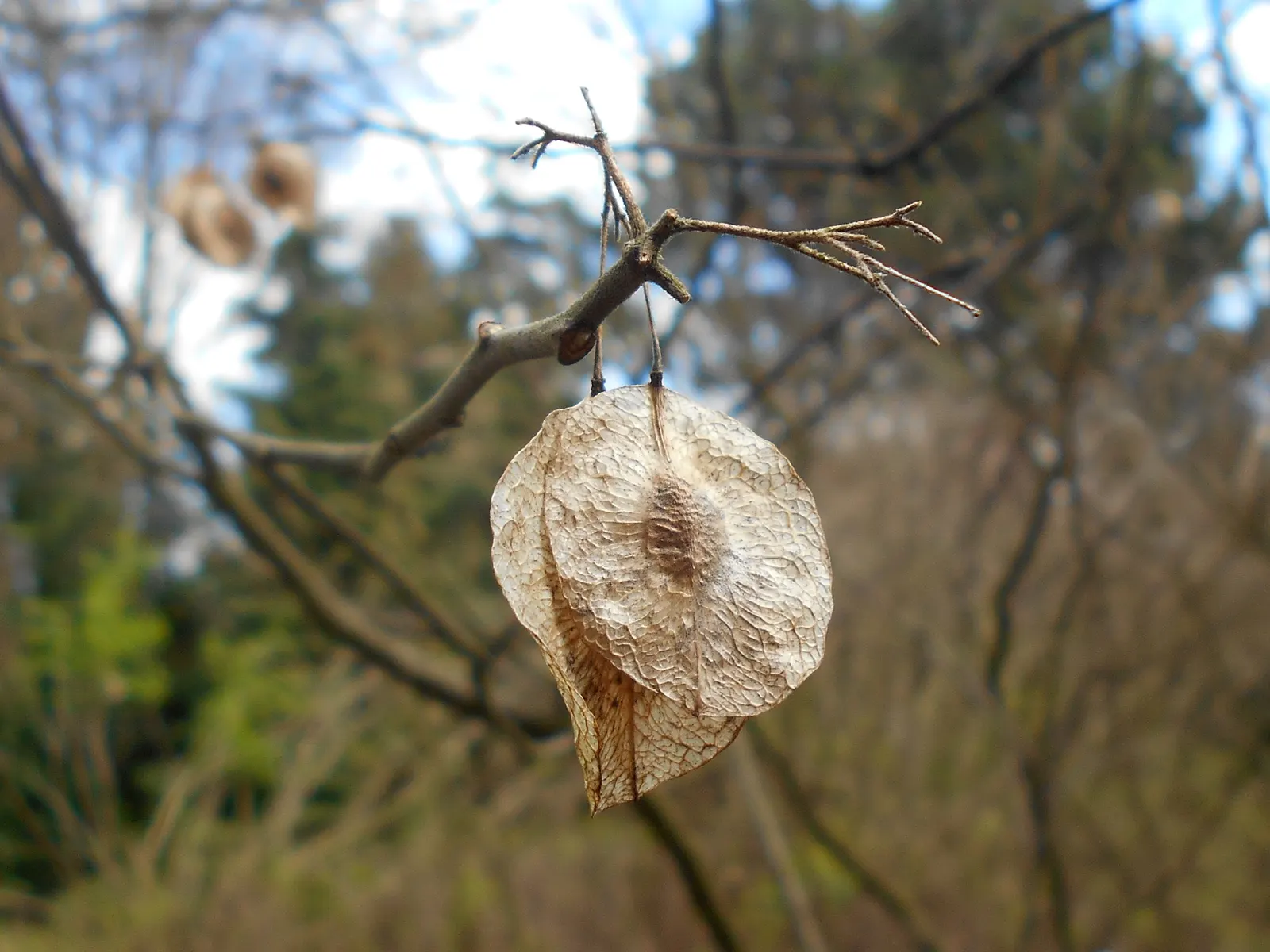 Hop Tree (Ptelea Trifoliata) — the Hop Tree boasts a lush green coloration which turns a striking yellow in the fall; this resilient and, image 89