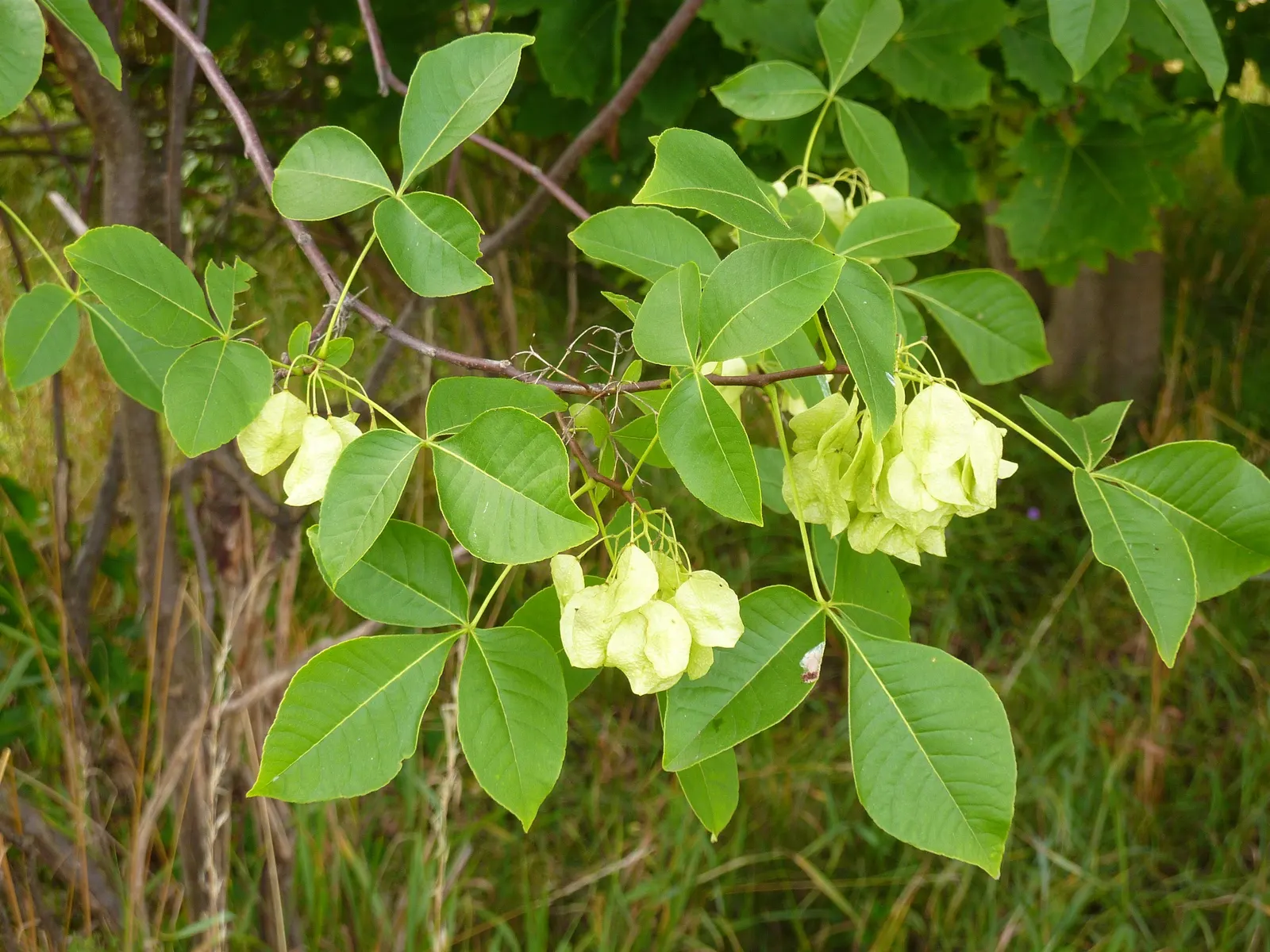 Hop Tree (Ptelea Trifoliata) — It is notably drought-resistant once established, making it a low-maintenance option for the landscape