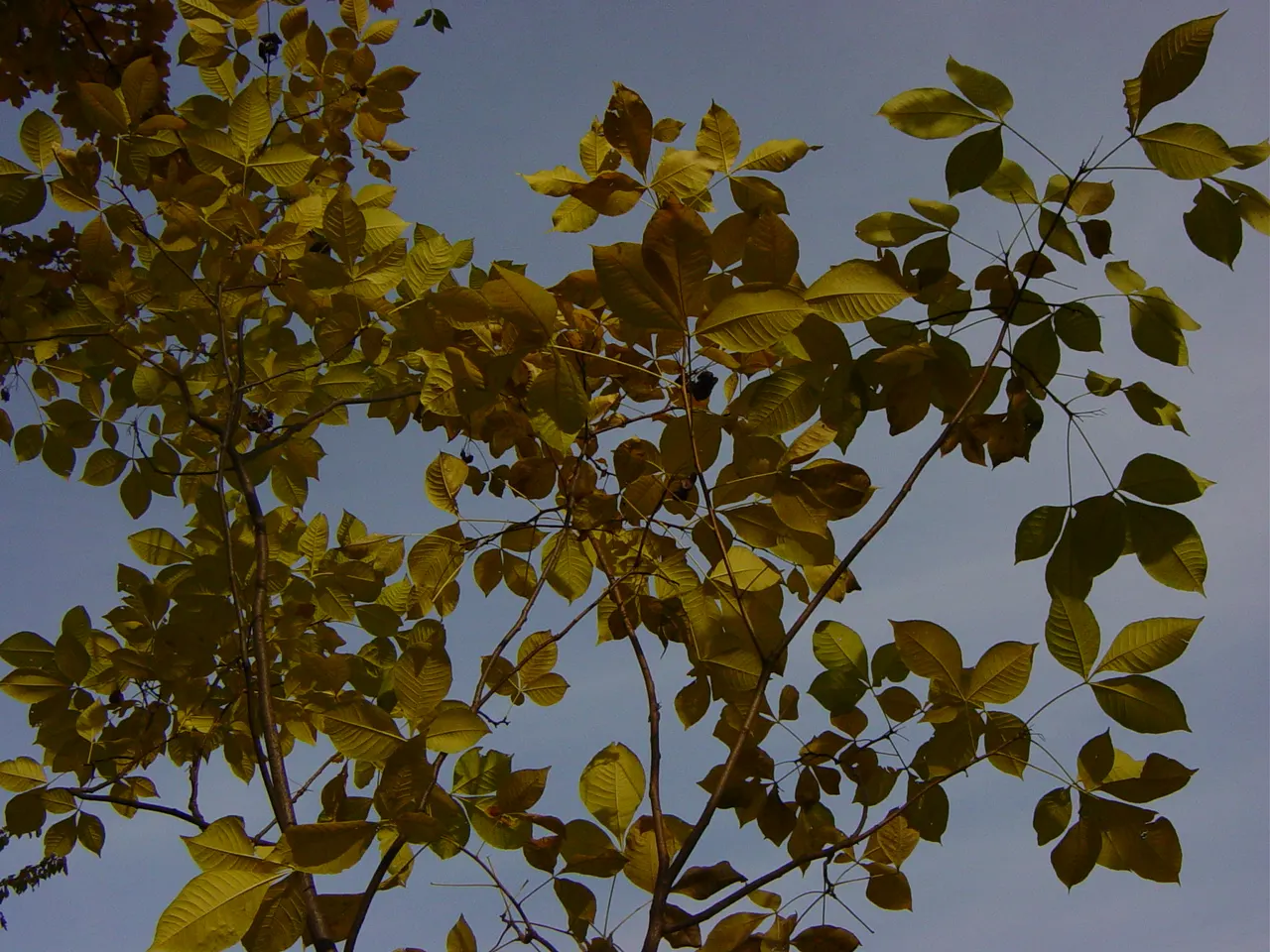 Hop Tree (Ptelea Trifoliata) — This deciduous shrub/small tree sports trifoliate; the Hop Tree boasts a lush green coloration which turns a, image 54