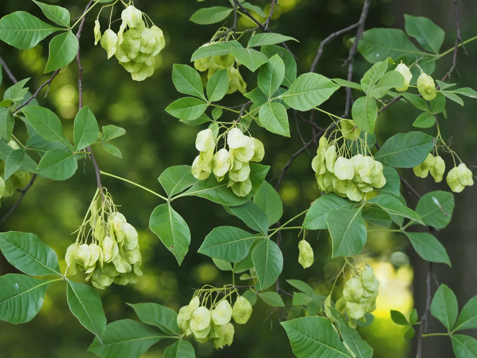 Hop Tree (Ptelea Trifoliata) — contributing year-round interest and ecological benefits