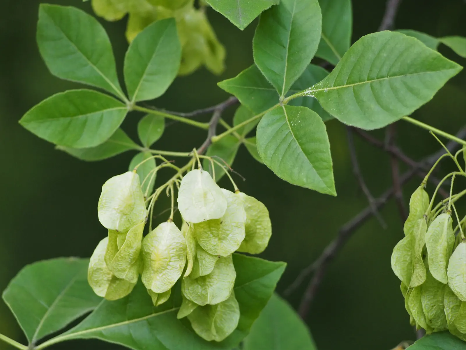 Hop Tree (Ptelea Trifoliata) — It is notably drought-resistant once established, making it a low-maintenance option for the landscape; it is highly resistant