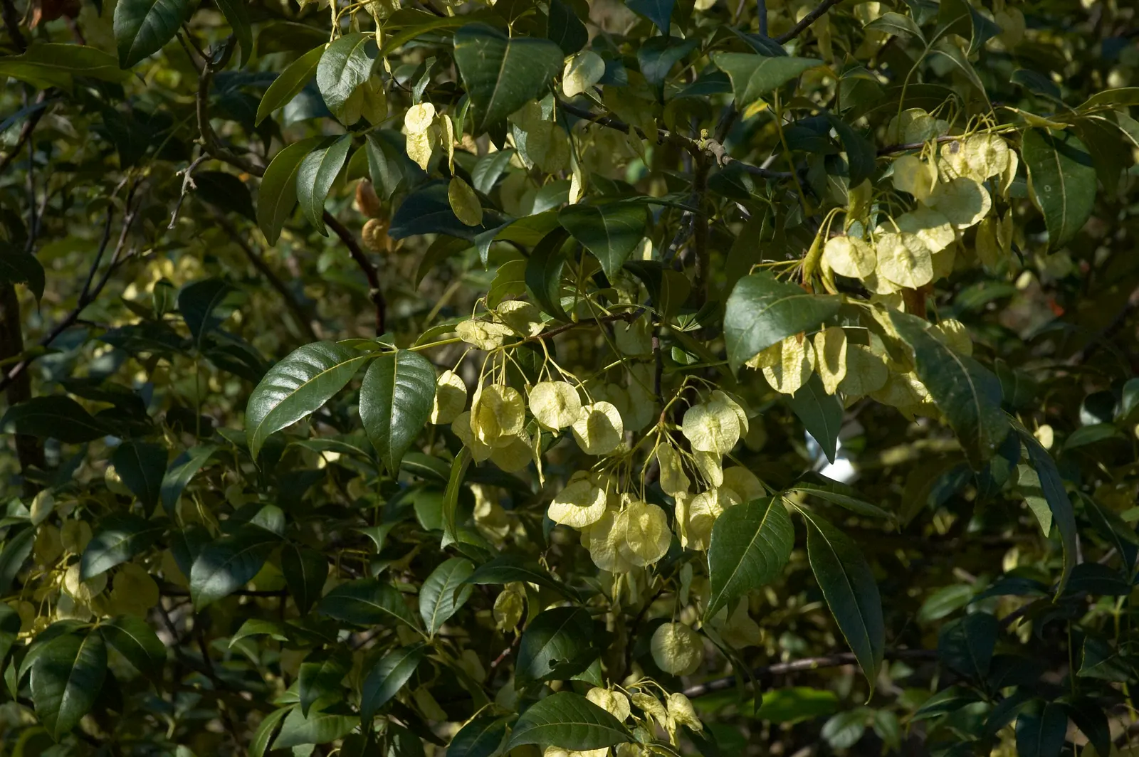 Hop Tree (Ptelea Trifoliata) — citrusy fragrance that is attractive to various pollinators.<br><br>Preferring full sun to partial shade; it's not, image 68
