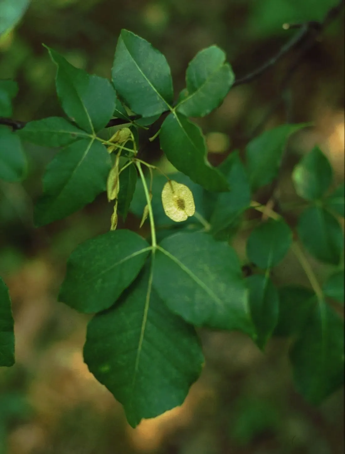 Hop Tree (Ptelea Trifoliata) — It's not fussy about soil type, tolerating drought and urban conditions; winged seed pods closely resemble hops, image 83
