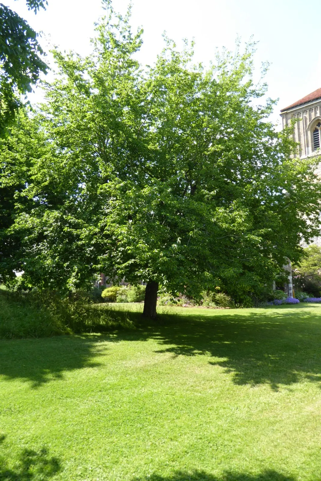 Hop Tree (Ptelea Trifoliata) — green and white flowers in the garden; is a versatile and hardy small to medium-sized deciduous shrub that can also be trained