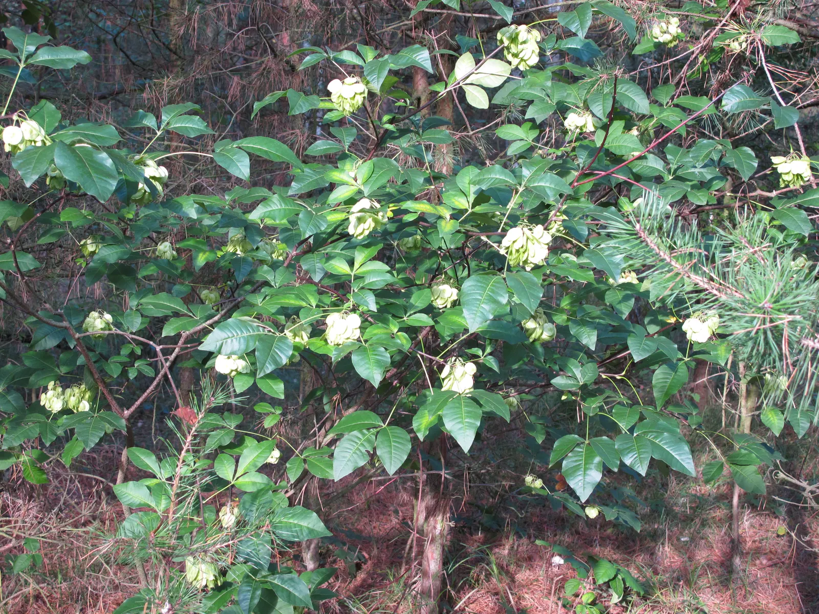 Hop Tree (Ptelea Trifoliata) — is a versatile and hardy small to medium-sized deciduous shrub that can also be trained into a tree form, image 61