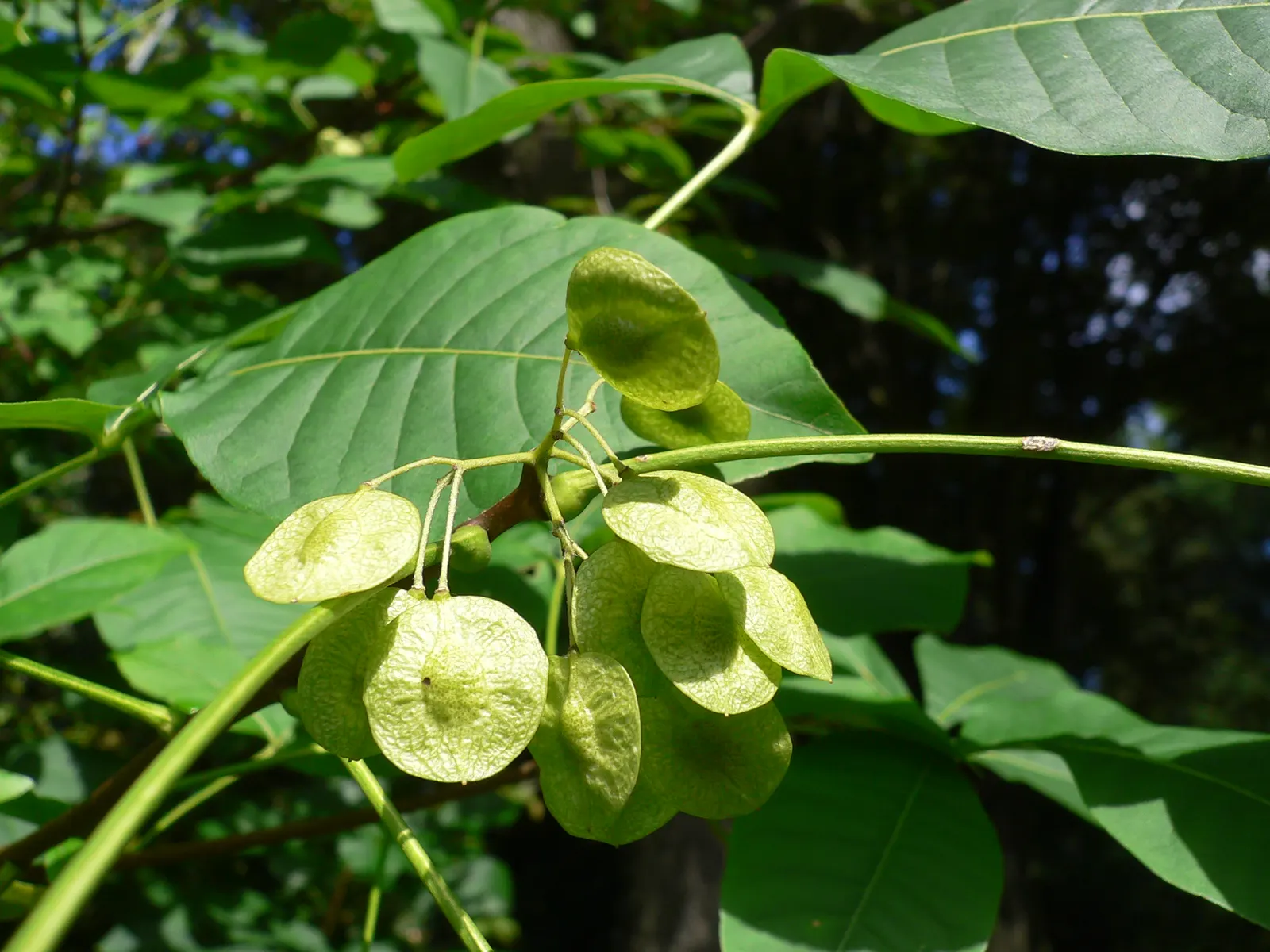 Hop Tree (Ptelea Trifoliata) — providing a vibrant seasonal display; aromatic leaves & clusters of tiny greenish flowers, image 90