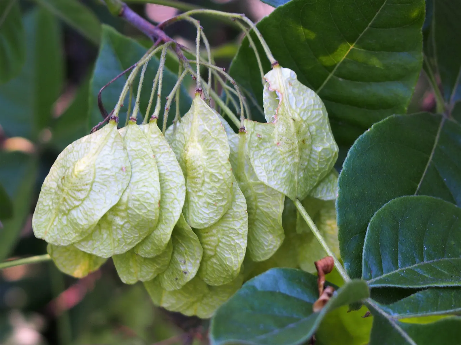 Hop Tree (Ptelea Trifoliata) — the Hop Tree boasts a lush green coloration which turns a striking yellow in the fall