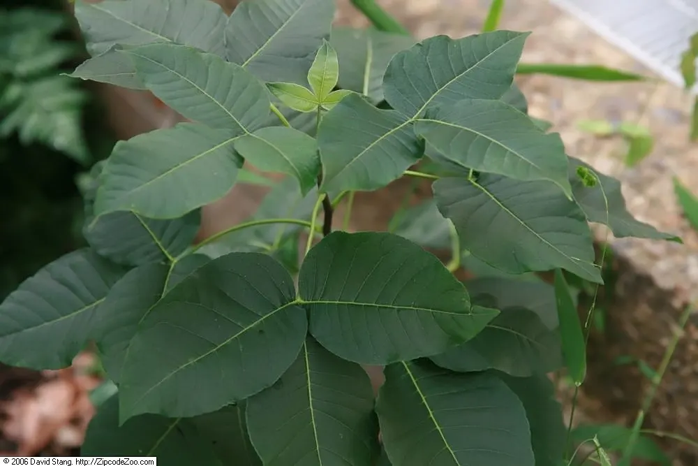 Hop Tree (Ptelea Trifoliata) — adding unique textural interest to garden landscapes; ptelea trifoliata's adaptability also makes it suitable for, image 59