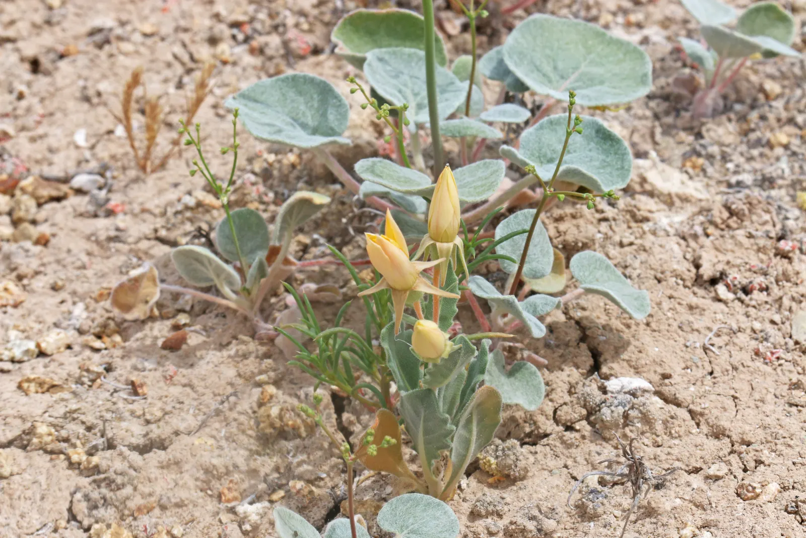 Hop Tree (Ptelea Trifoliata) — It's not fussy about soil type, tolerating drought and urban conditions