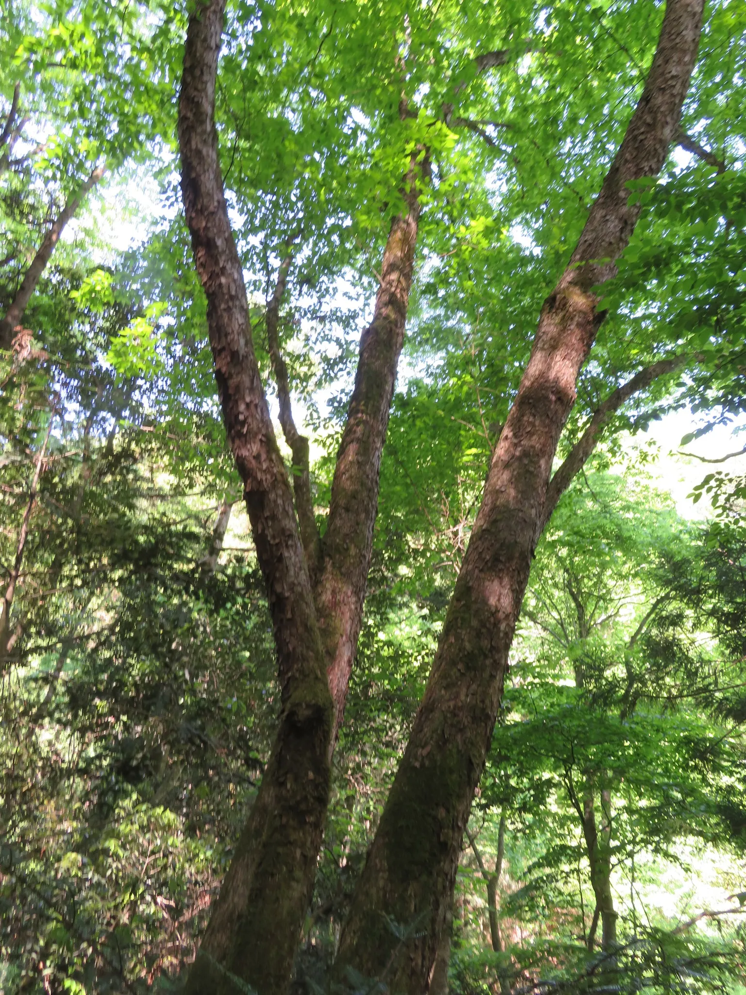 Hop Tree (Ptelea Trifoliata) — Small clusters of greenish-white flowers blossom in late spring to early summer