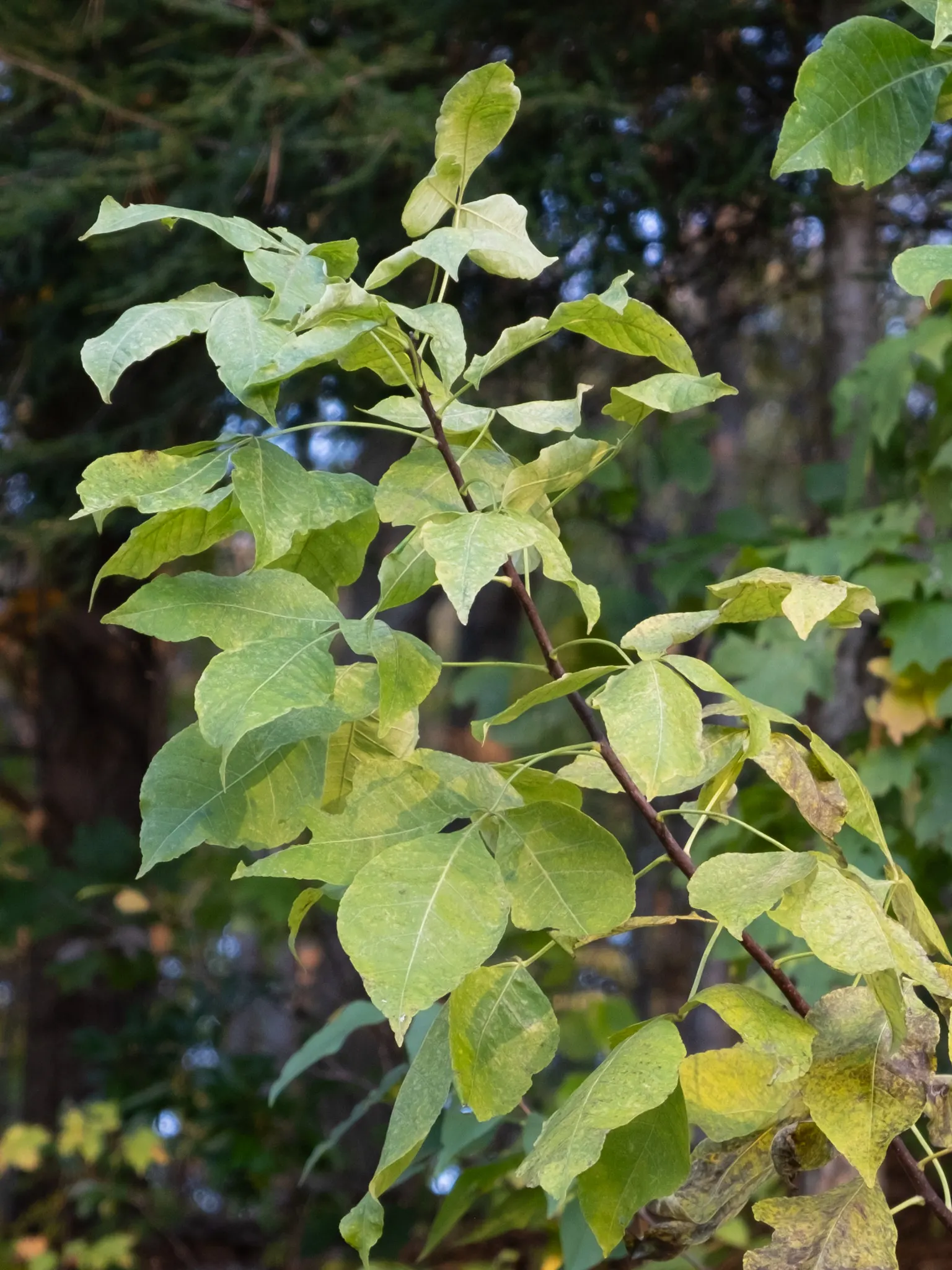 Hop Tree (Ptelea Trifoliata) — contributing year-round interest and ecological benefits; this deciduous shrub/small tree sports trifoliate