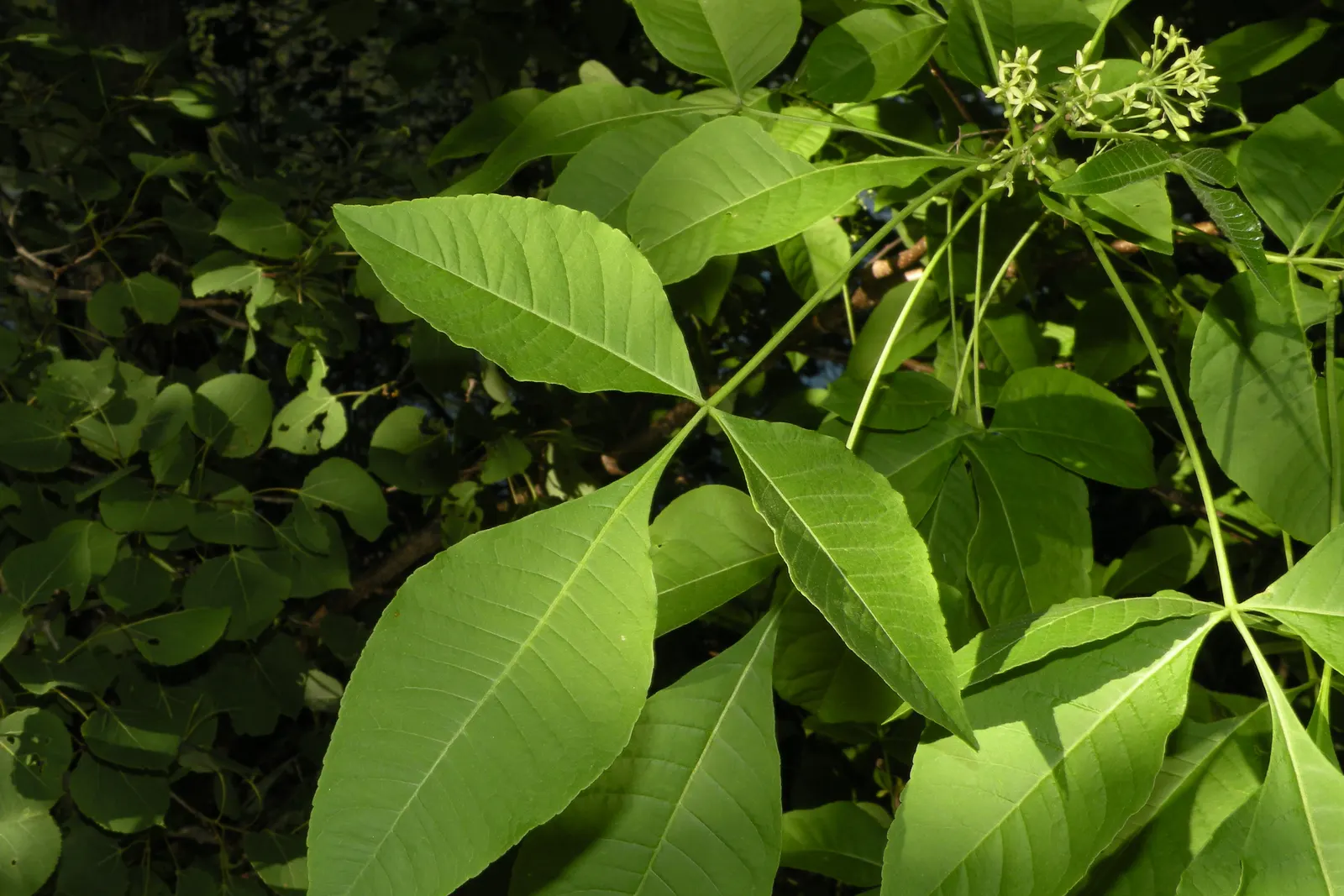Hop Tree (Ptelea Trifoliata) — Ptelea trifoliata's adaptability also makes it suitable for use as a specimen; adding unique textural interest to garden
