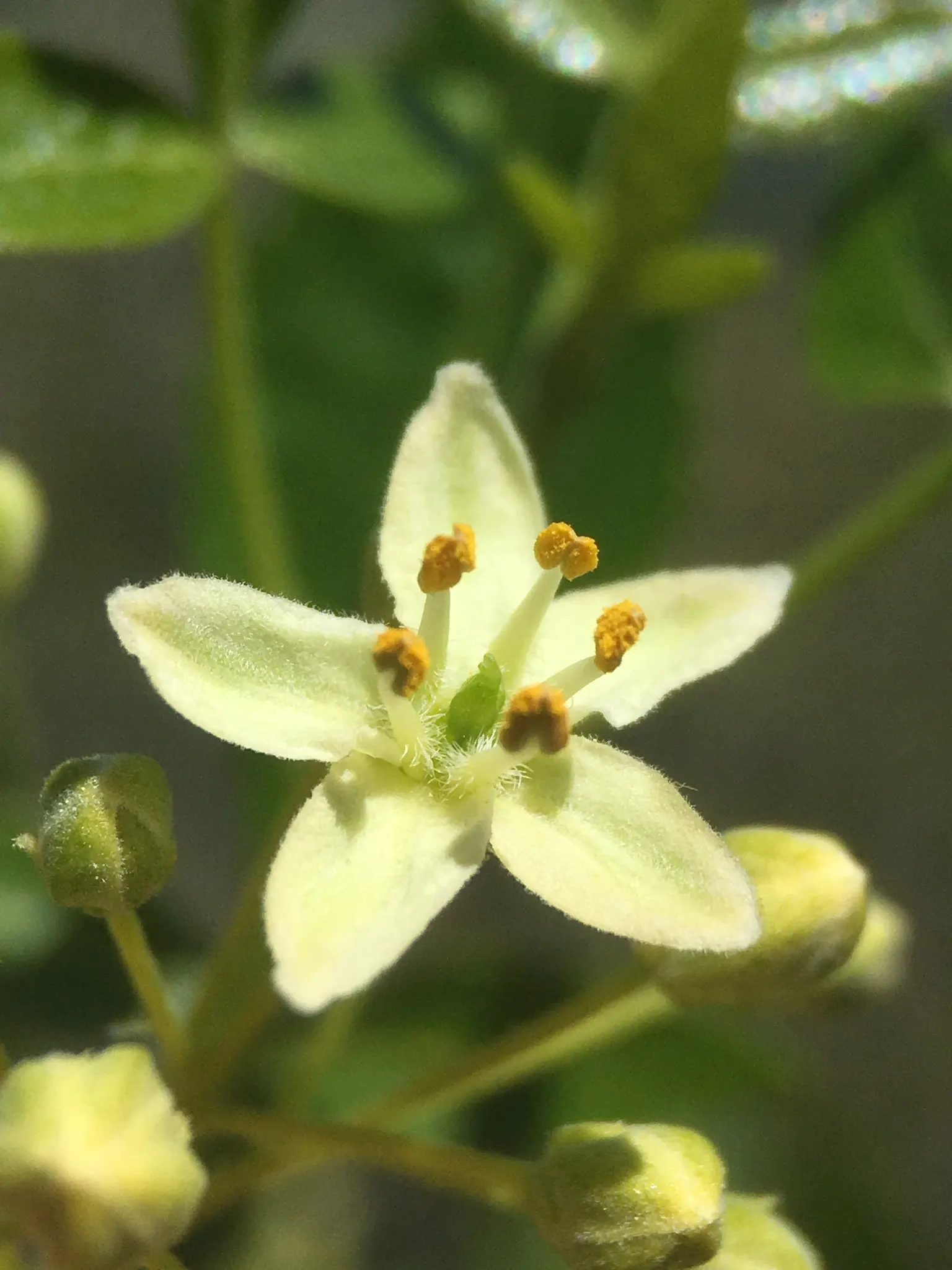 Hop Tree (Ptelea Trifoliata) — With minimal pruning required