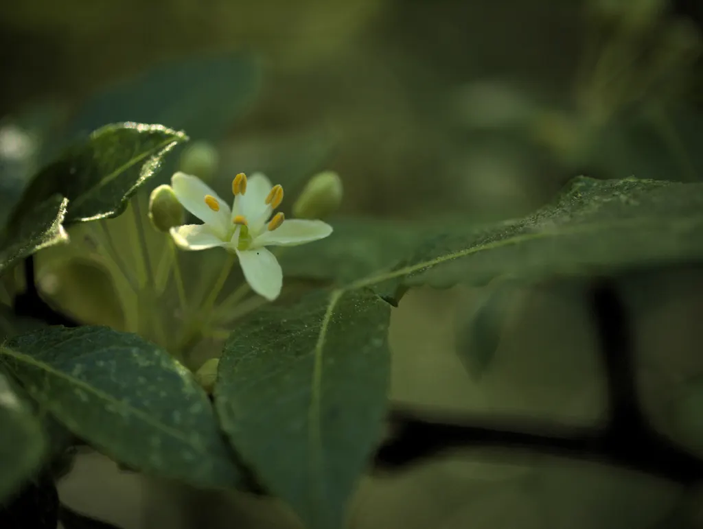 Hop Tree (Ptelea Trifoliata) — green and white flowers in the garden