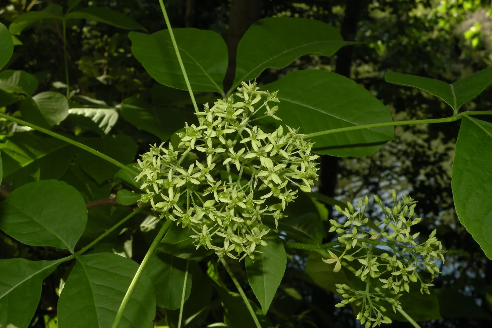 Hop Tree (Ptelea Trifoliata) — With minimal pruning required; which resemble hops and were used as a substitute for brewing in the past