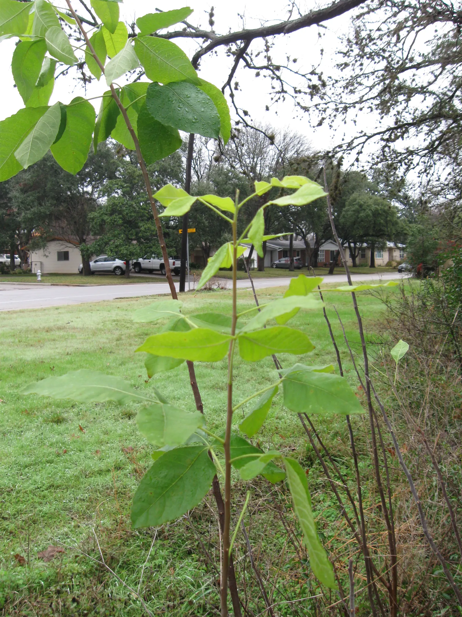 Hop Tree (Ptelea Trifoliata) — Small clusters of greenish-white flowers blossom in late spring to early summer; green and white flowers in the, image 67
