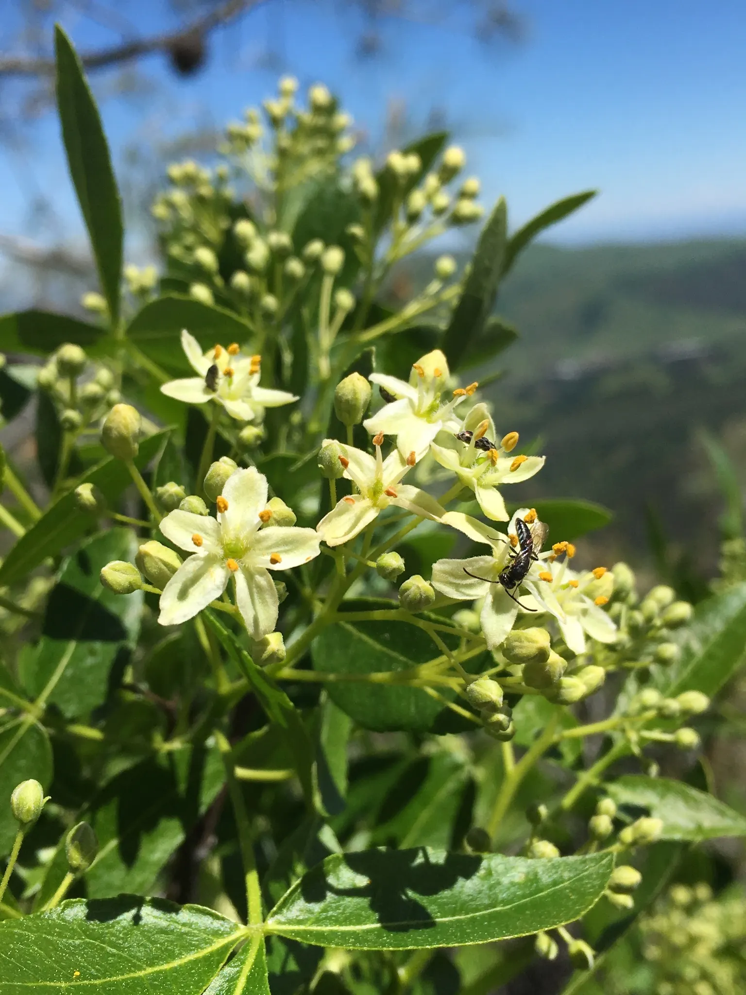 Hop Tree (Ptelea Trifoliata) — citrusy fragrance that is attractive to various pollinators.<br><br>Preferring full sun to partial shade; it's not fussy about