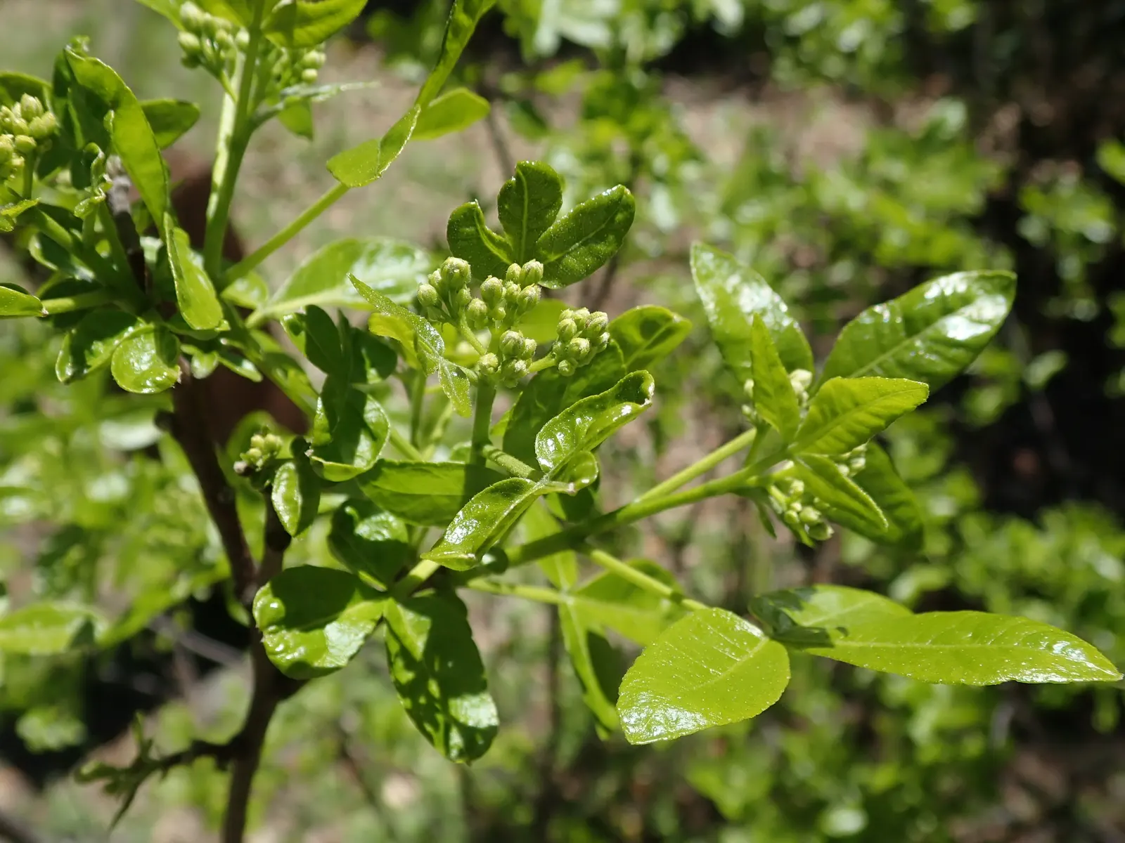 Hop Tree (Ptelea Trifoliata) — which resemble hops and were used as a substitute for brewing in the past