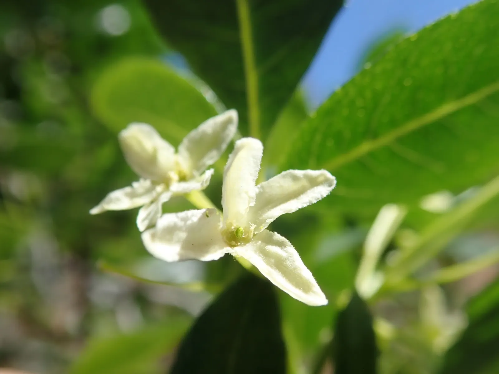 Hop Tree (Ptelea Trifoliata) — scientifically known as Ptelea trifoliata