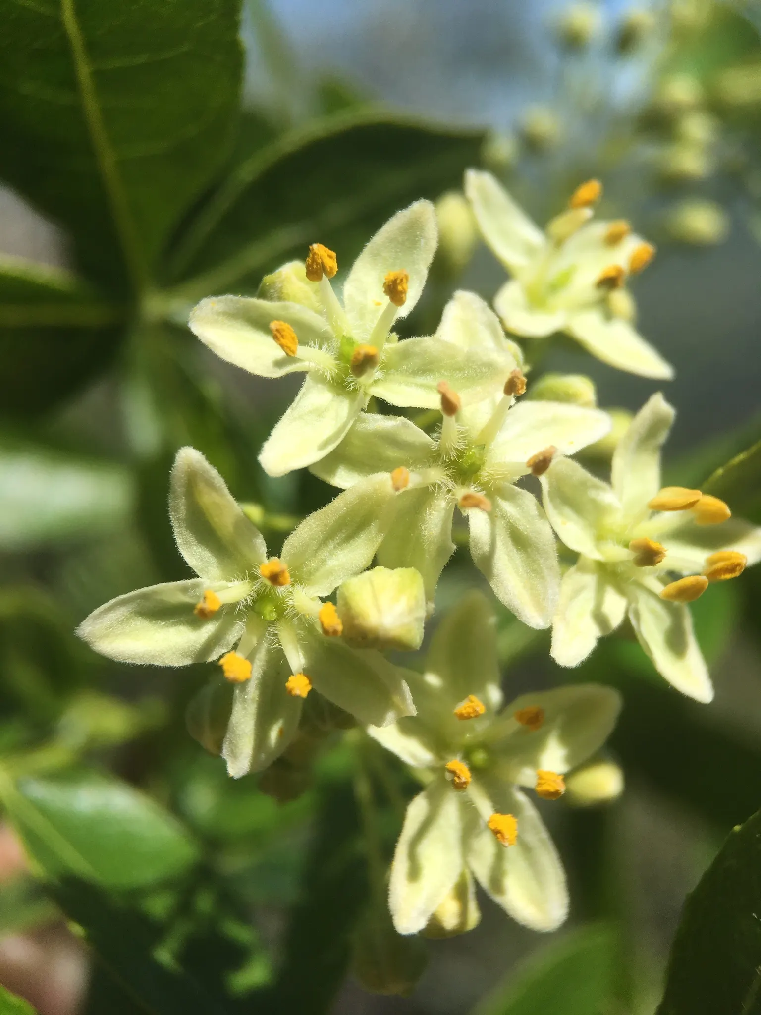Hop Tree (Ptelea Trifoliata) — winged seed pods closely resemble hops; the plant's name derives from its seeds