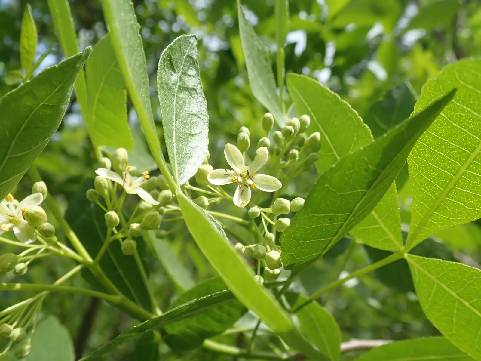 Hop Tree (Ptelea Trifoliata) — winged seed pods closely resemble hops; the plant's name derives from its seeds, image 58